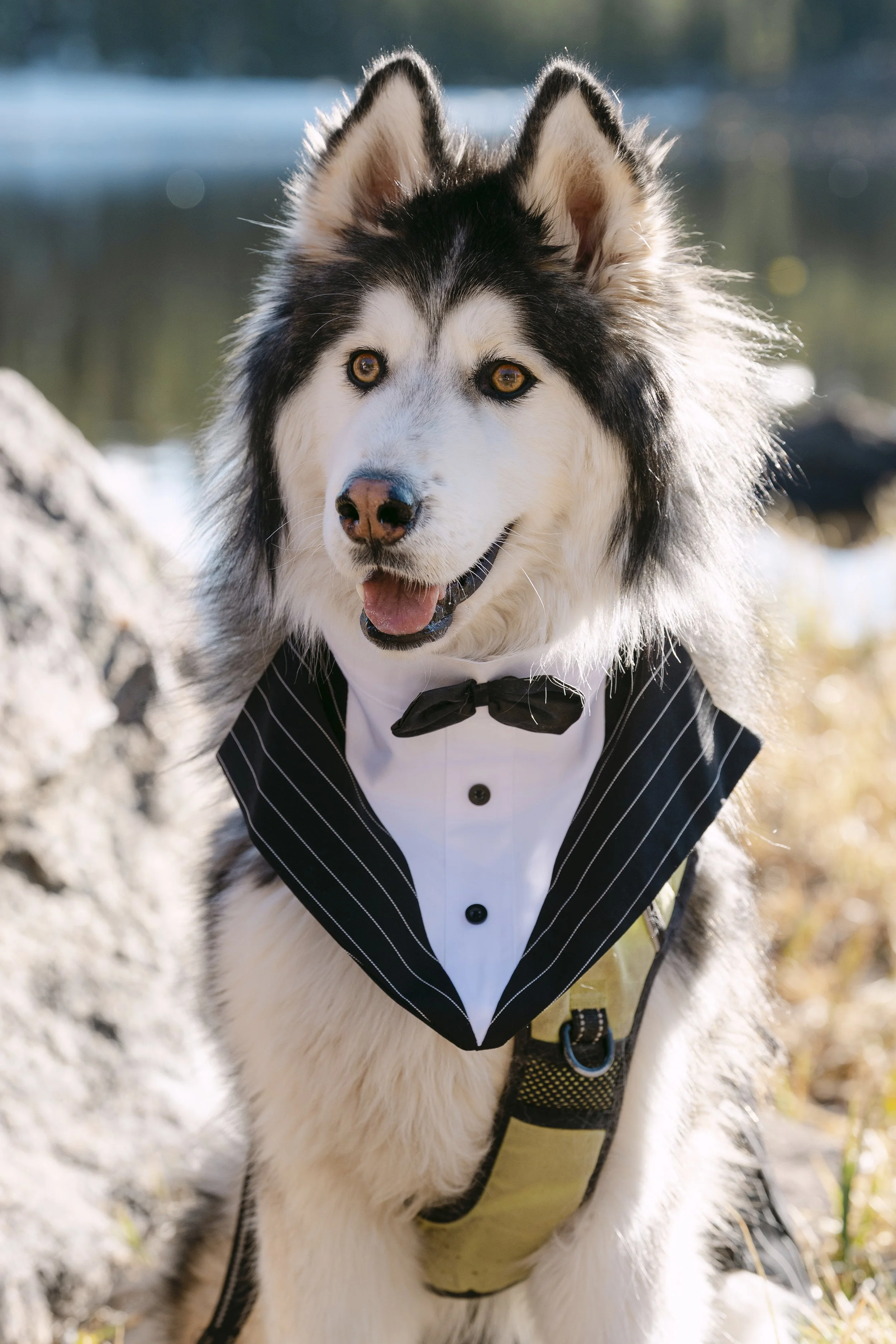 husky-in-tux-elopement-03.jpg