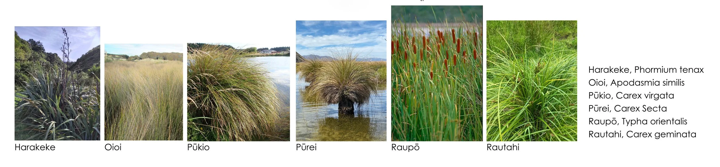 Wetand planting, returning the native habitat