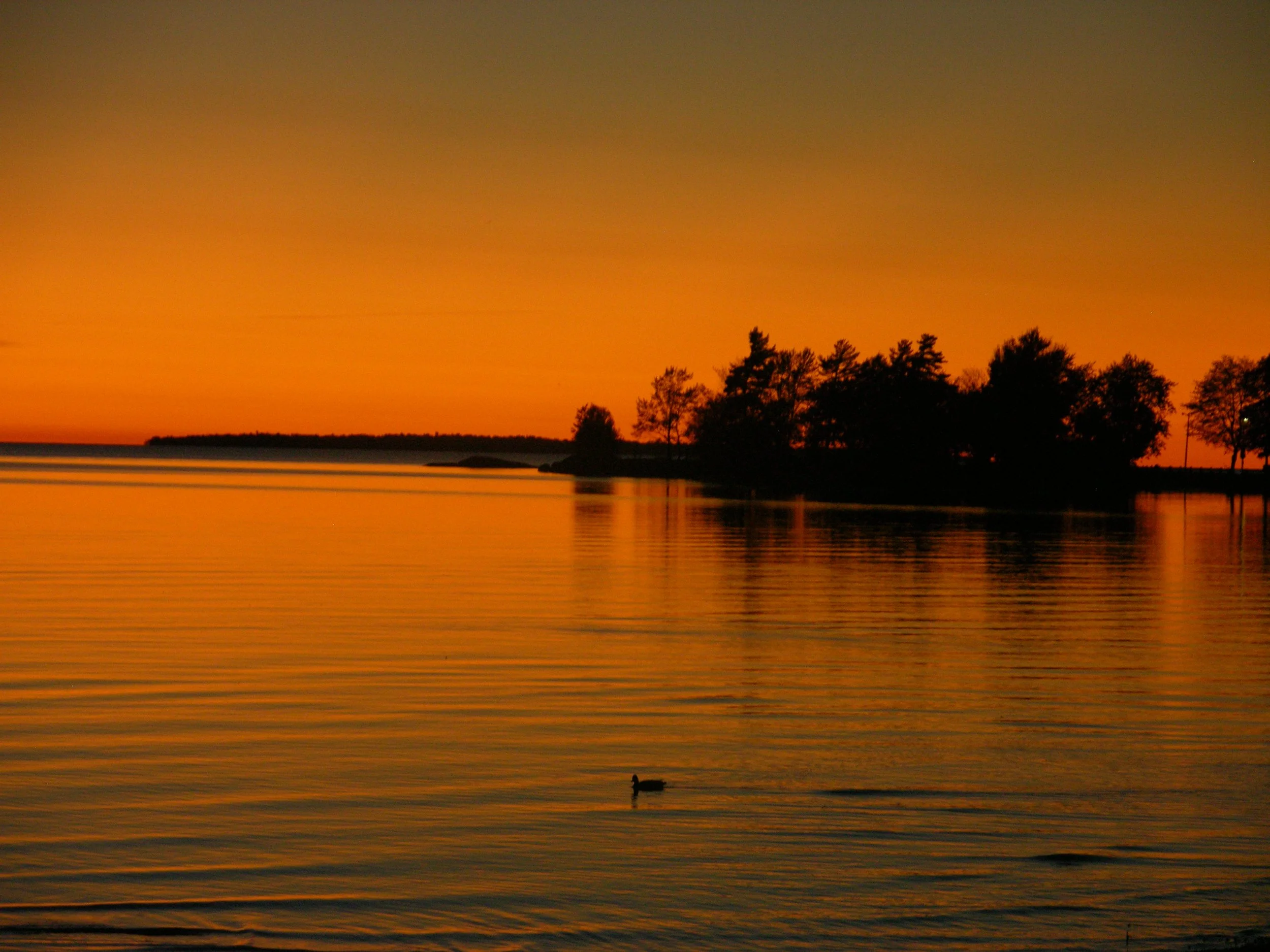 A peaceful lake at sunset with orange sky, trees silhouetted in the distance, and a duck swimming in the water.