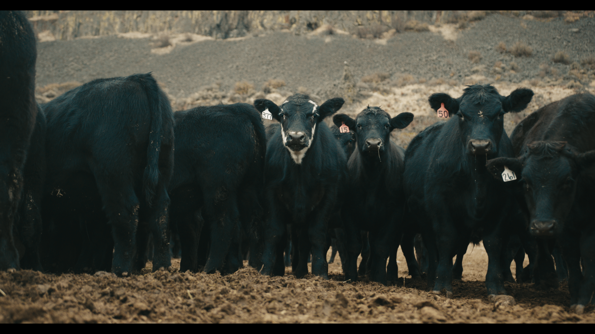 Still 2025-11-04 221537_1.17.1.png