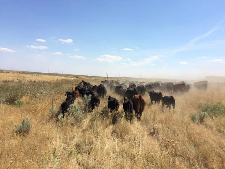 SAVE KING RANCH