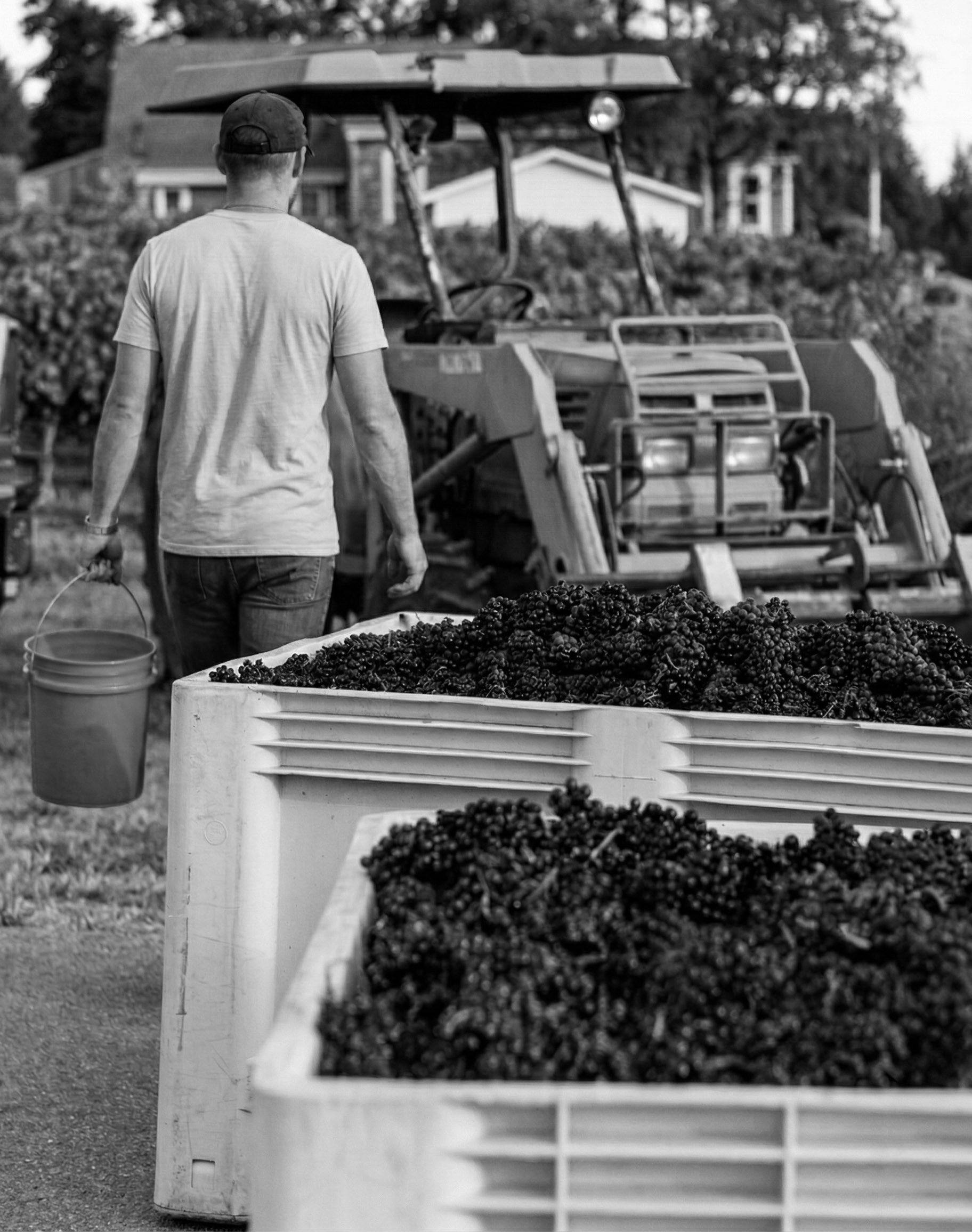 Kent Berry Vineyard.jpg