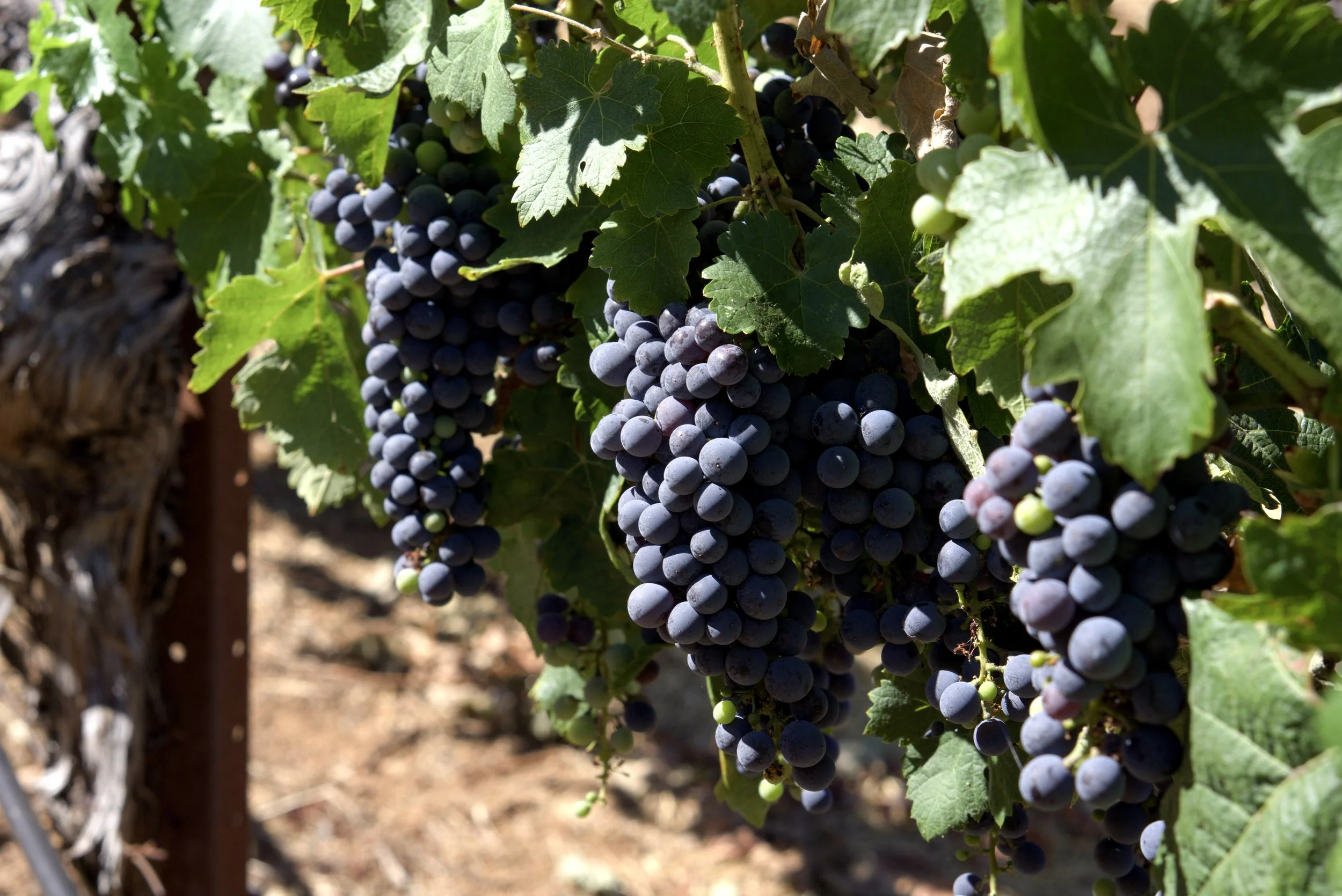 Organic &amp; Biodynamic: When Farming Becomes a Marketing Language