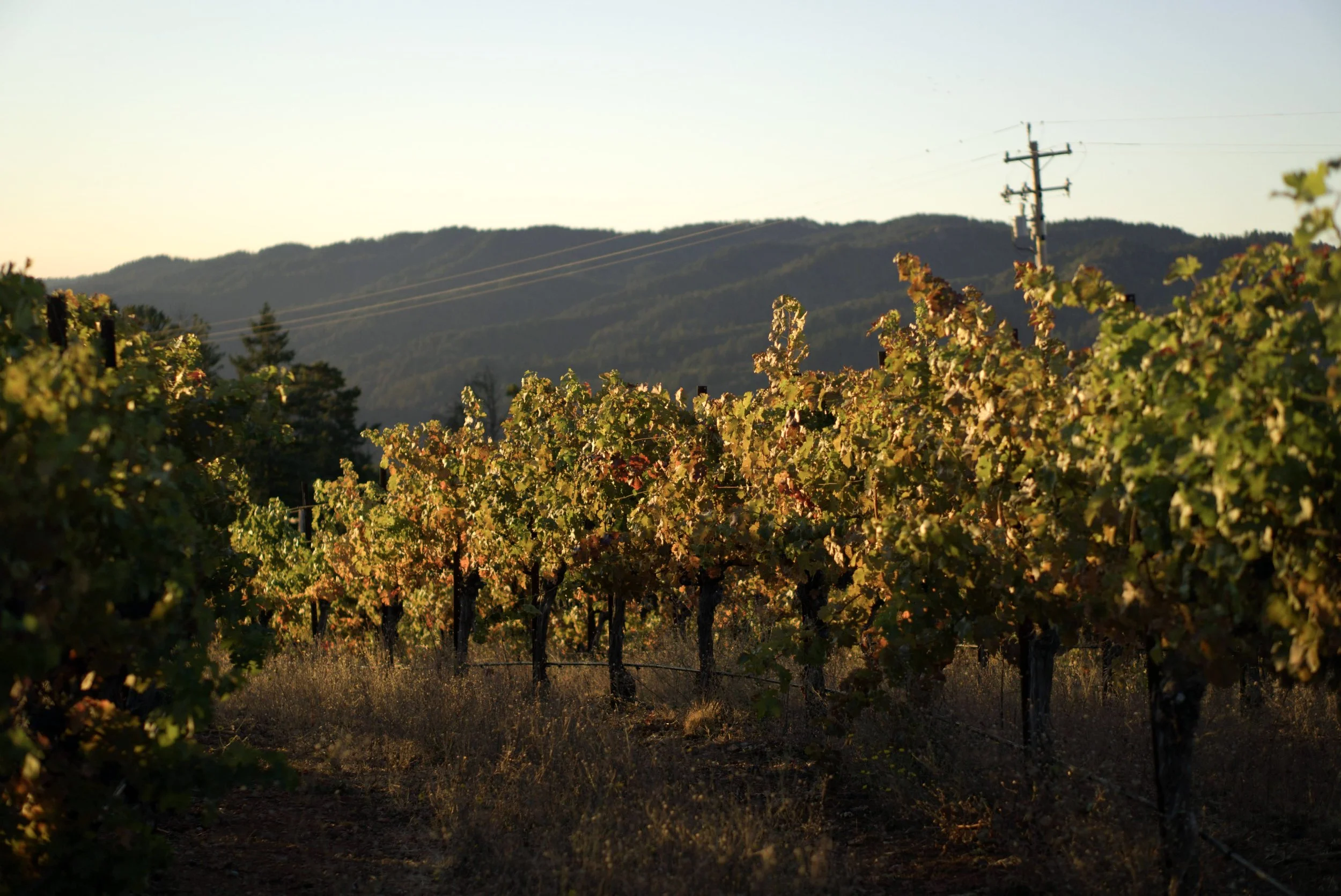 2023 — A Cool Year, A New Start, and a Vineyard Still Figuring Me Out