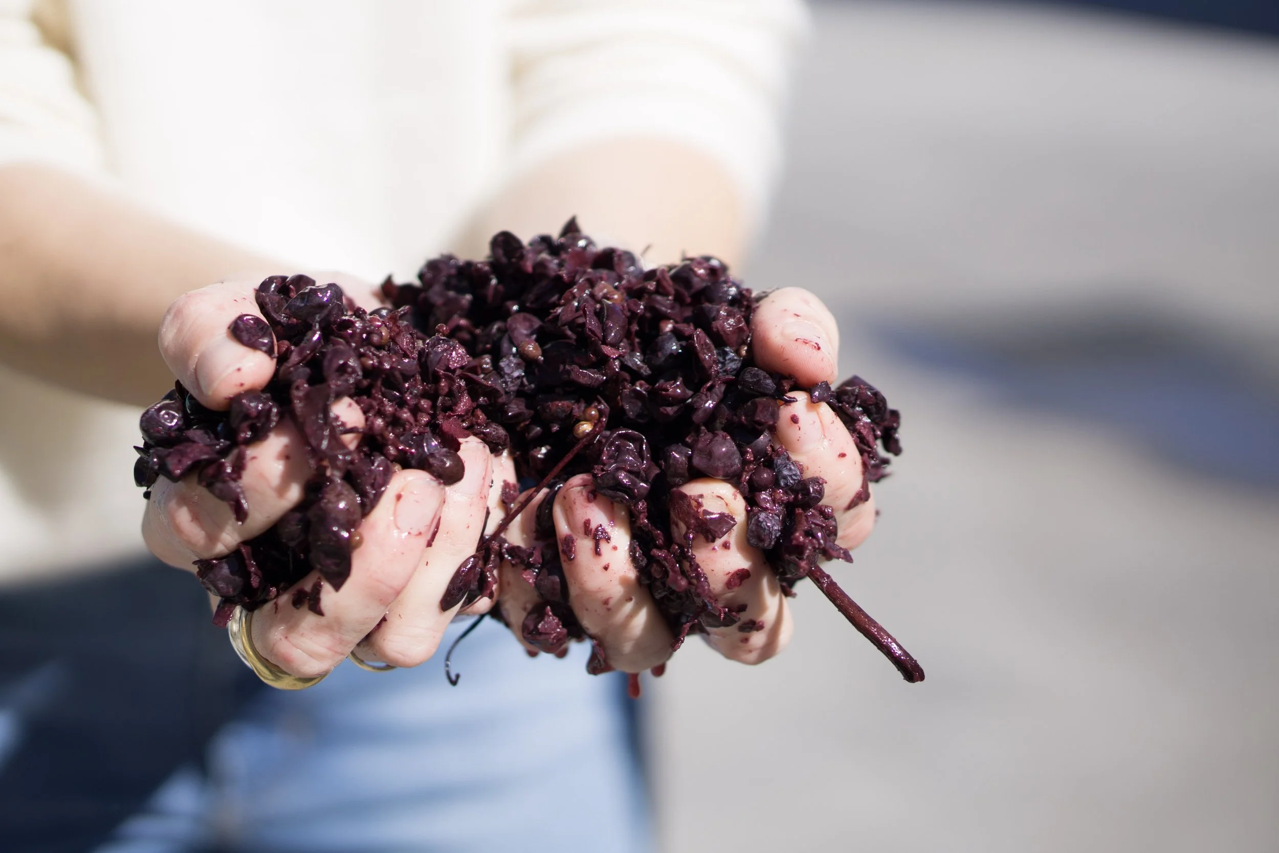 Person holding a handful of crushed dark purple grapes.