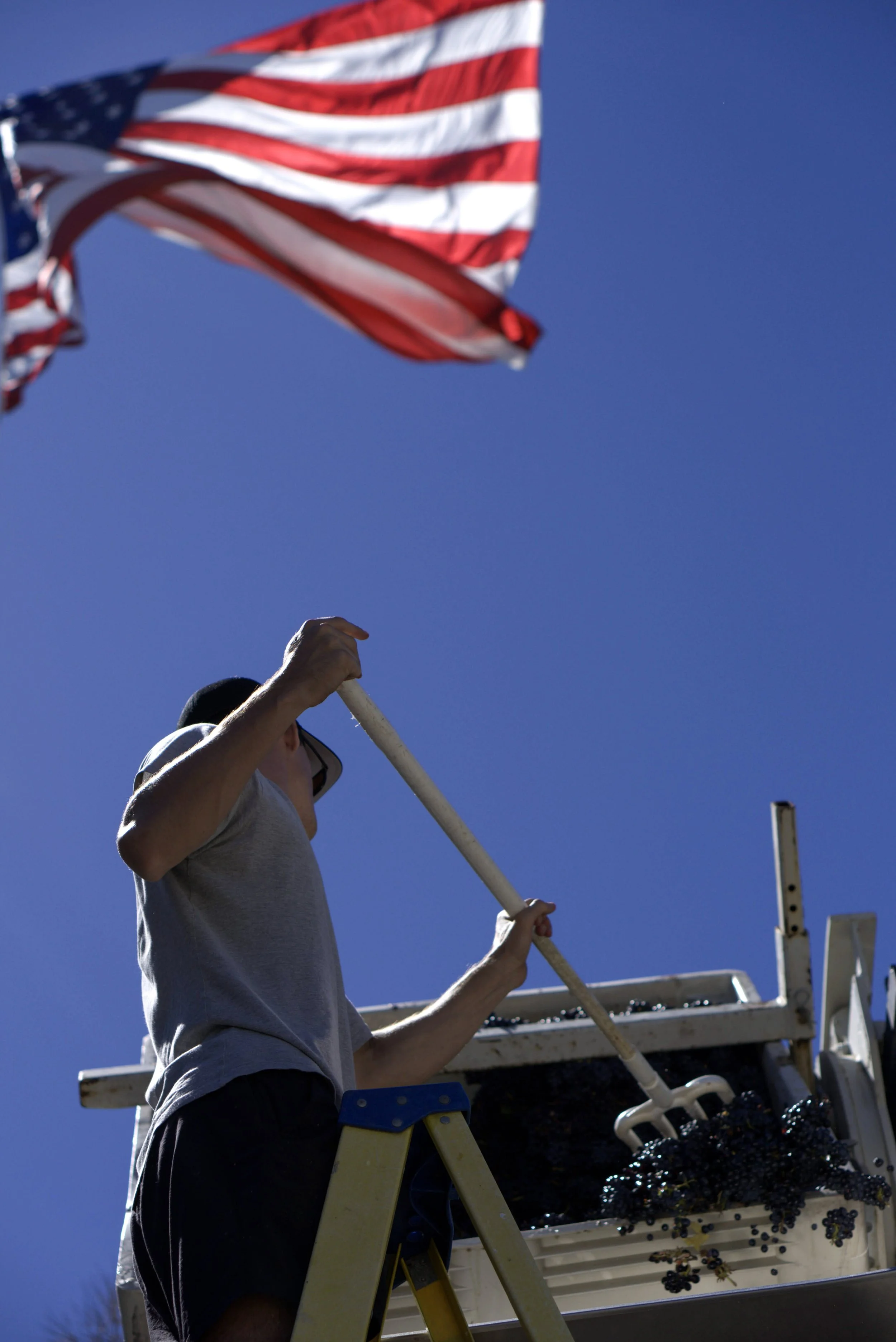 A person harvesting grapes from a truck with a grape bin, with an American flag waving in the background against a clear blue sky.