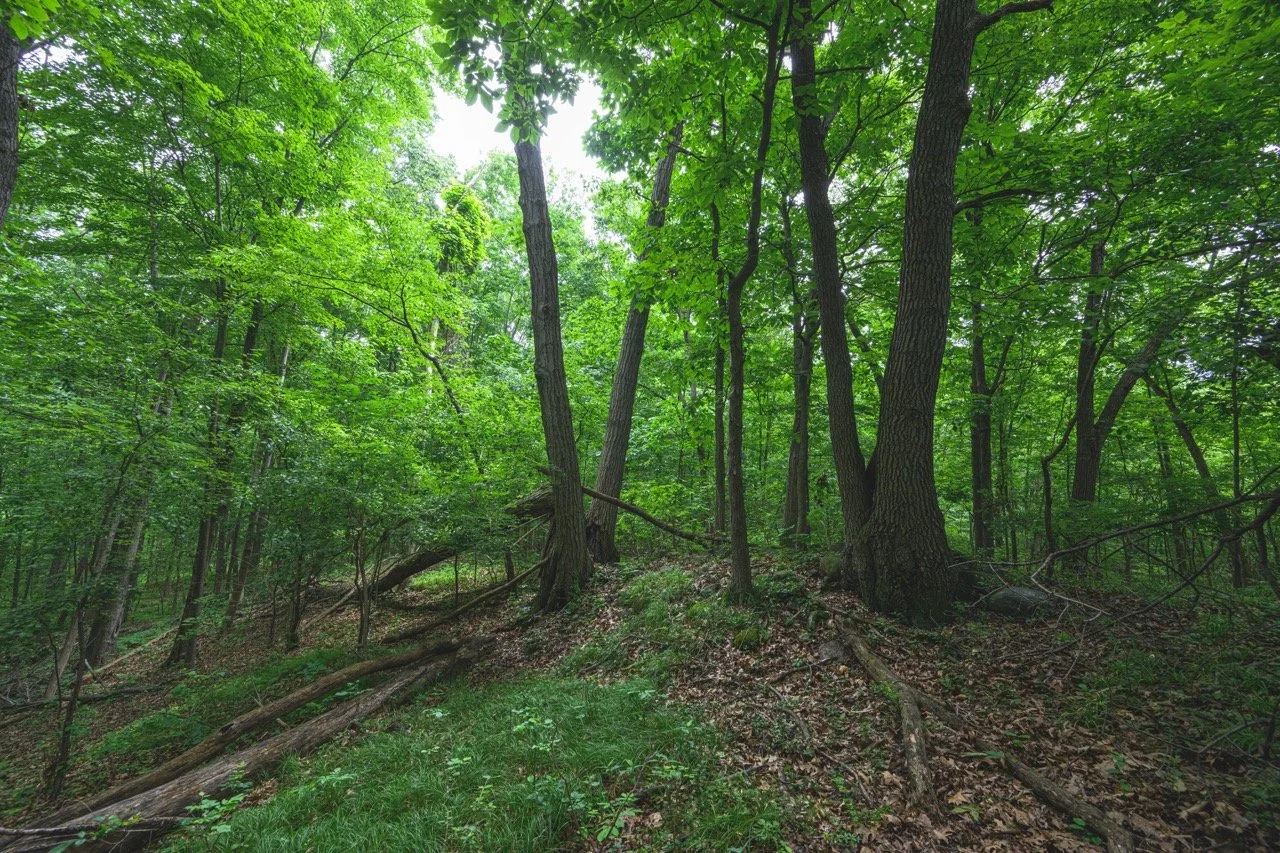 Nature (1) Large.jpeg