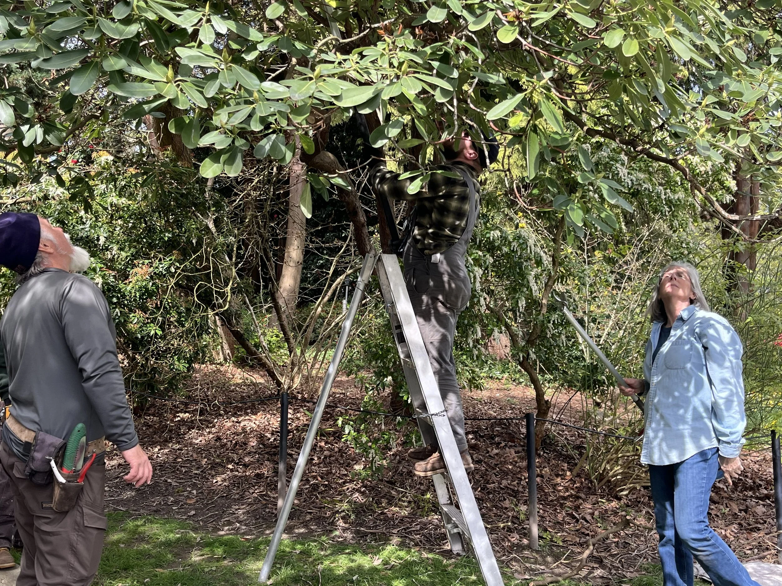 Master Pruner Class: Tree Pruning III - Specialized Pruning Strategies