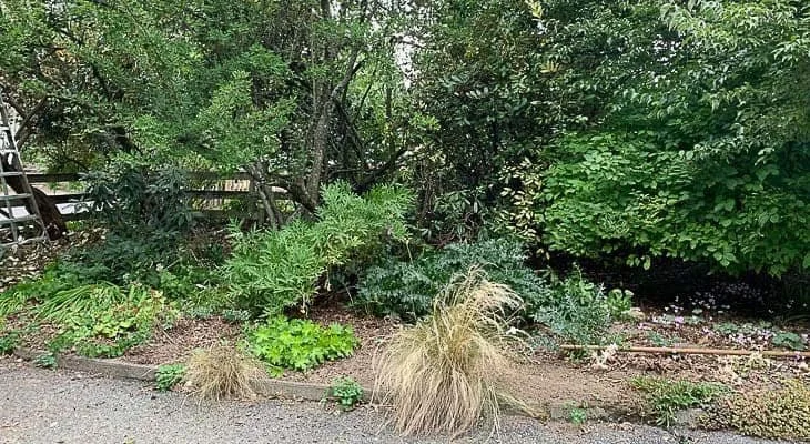 Master Pruner Workshop: Spring Renovation 