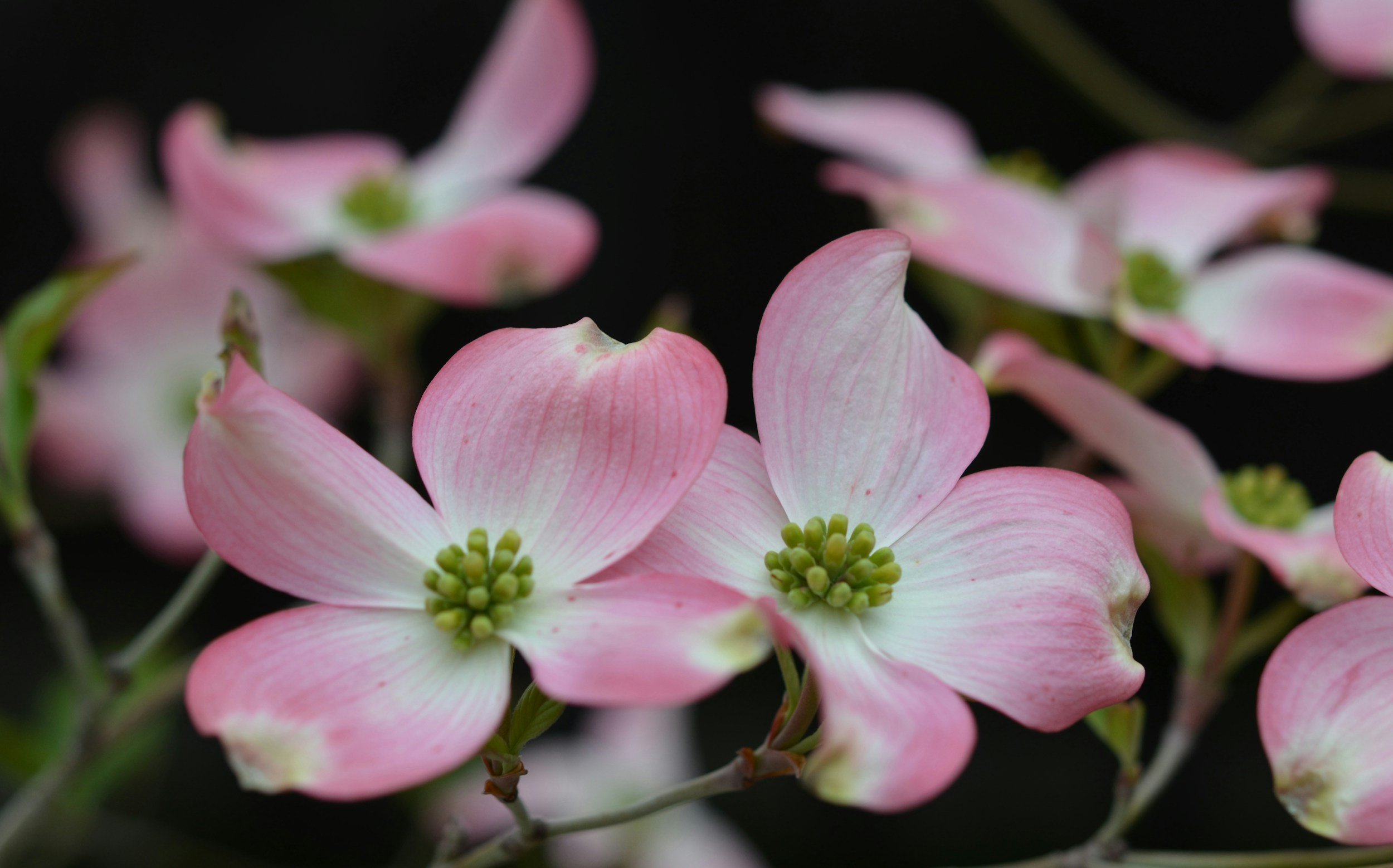 How To: Flowering Dogwood