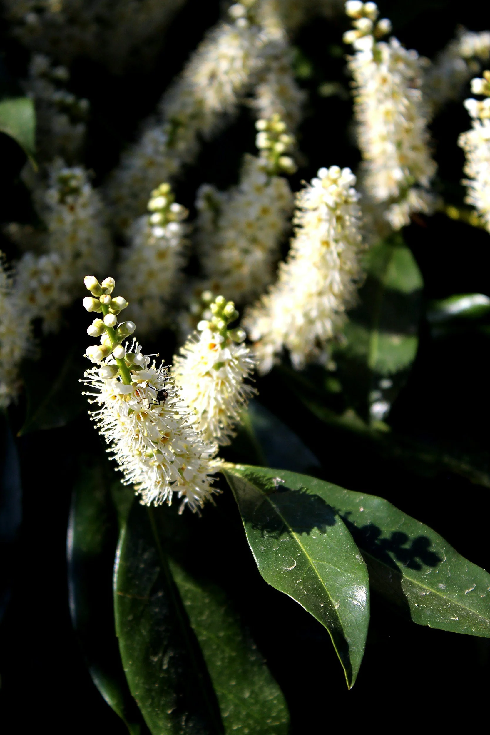 How To: Laurel, Holly, &amp; Photinia