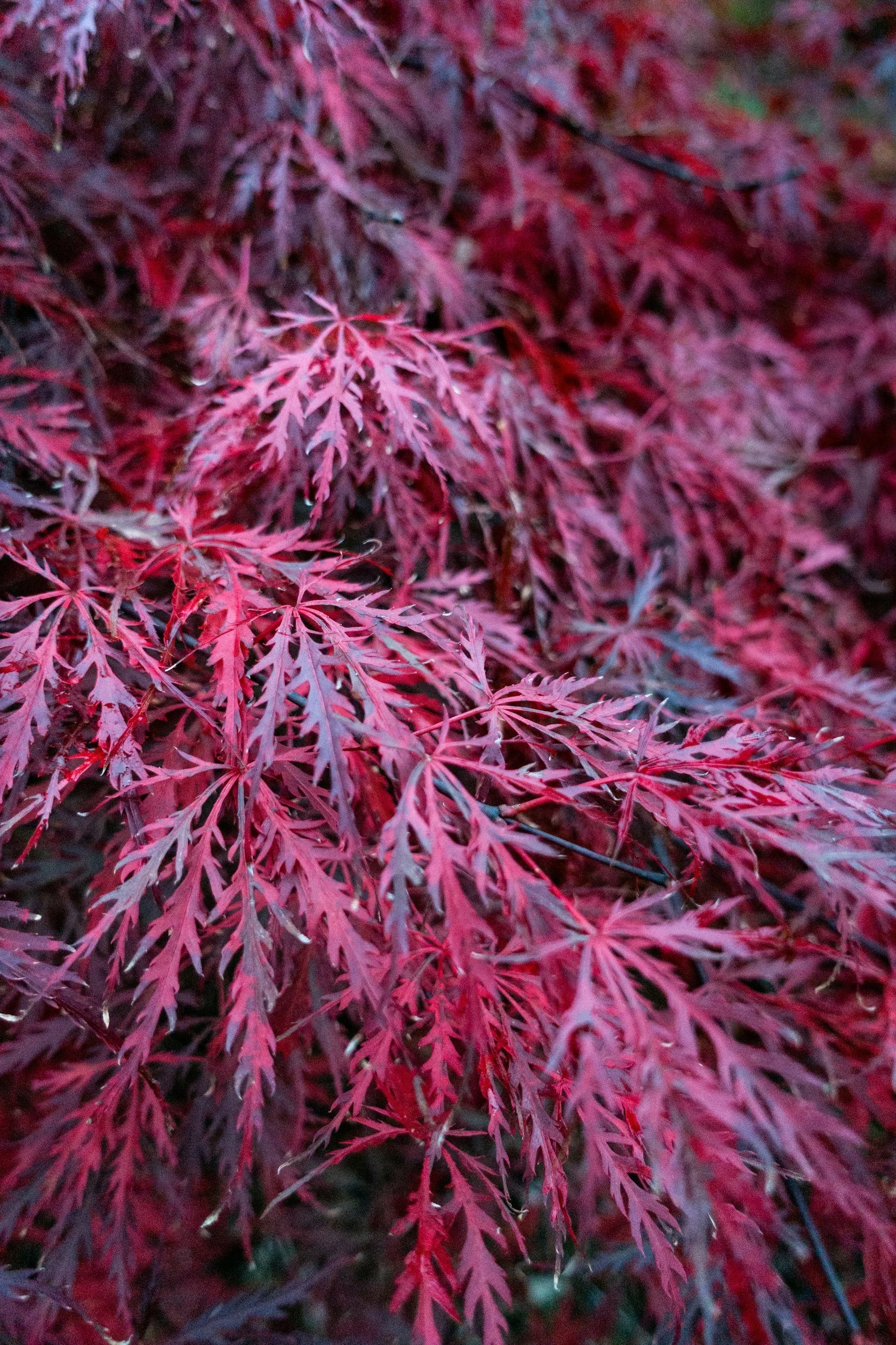 How To: Japanese Laceleaf Maples