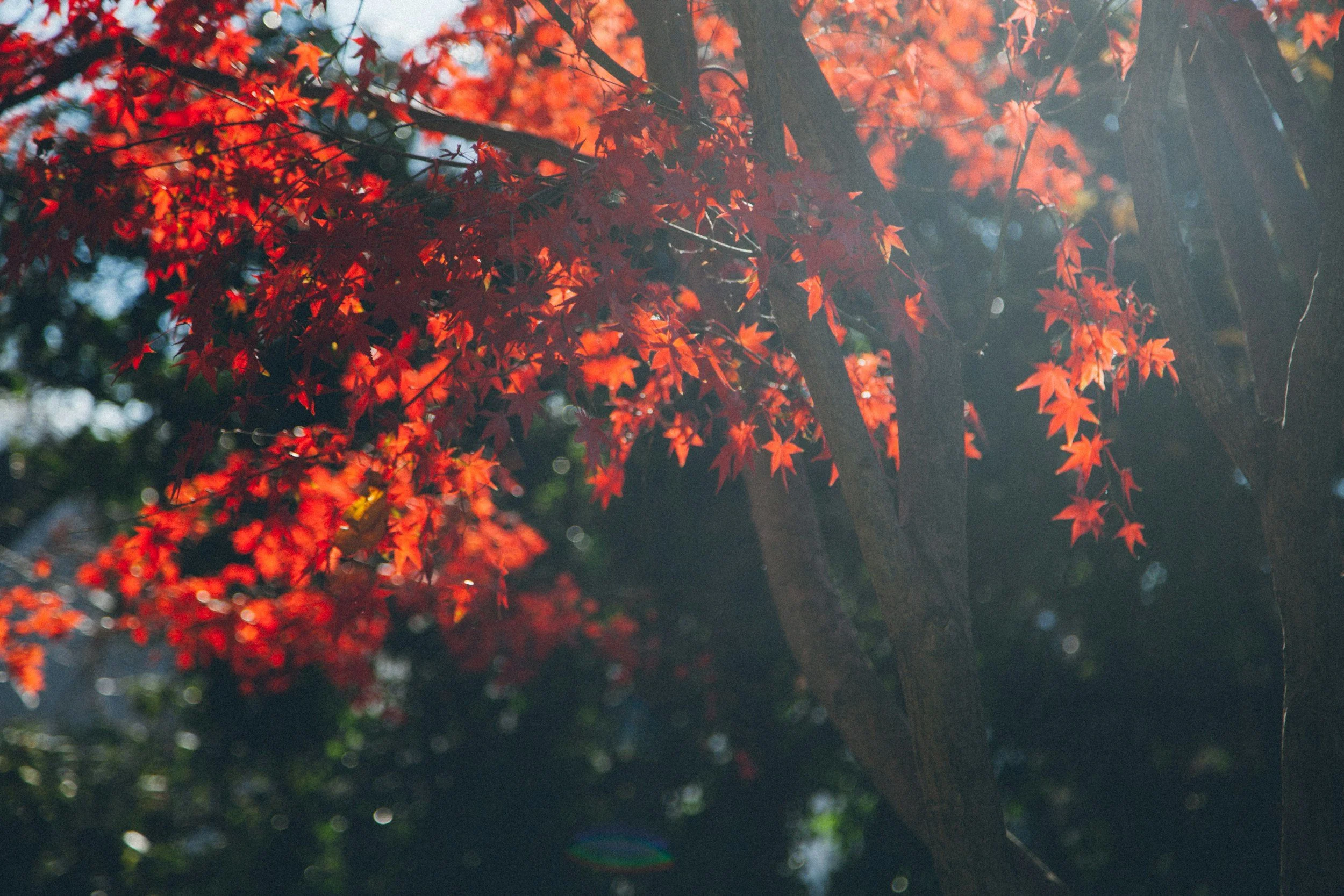 How To: Japanese Upright Maples