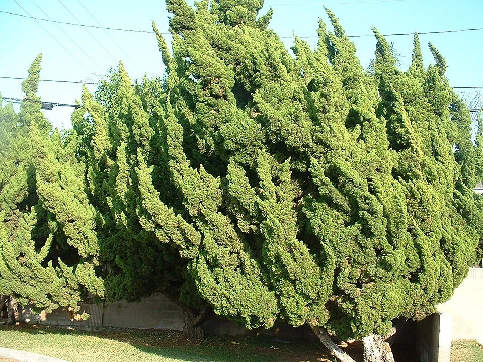 How To: Hollywood Juniper