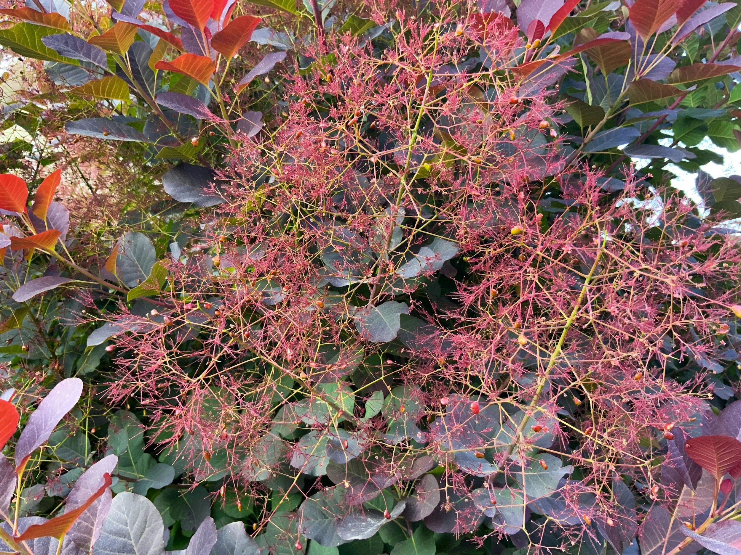 How To: Smoke Tree &amp; Other Sticky-Uppy Plants