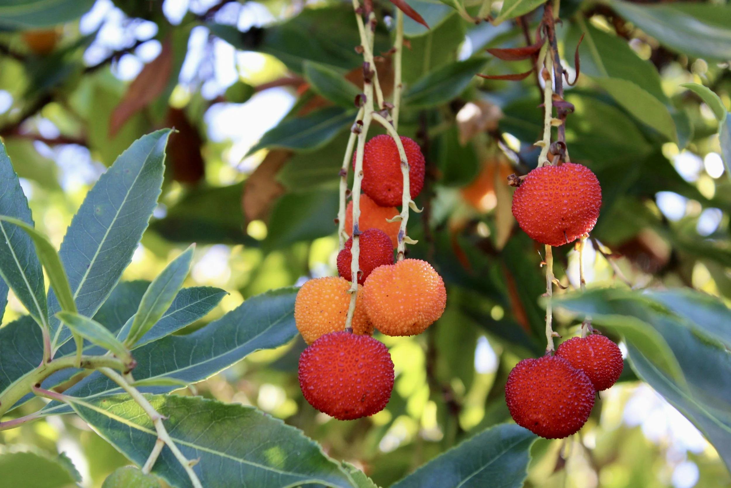 How To: Strawberry Tree