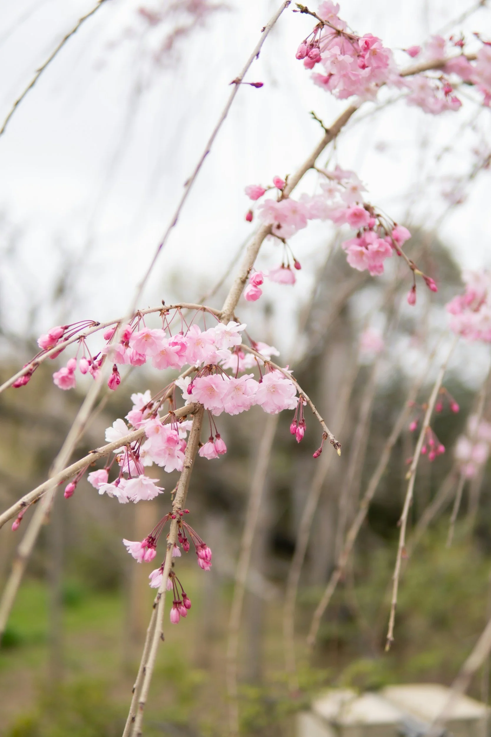 How To: Weeping Cherries