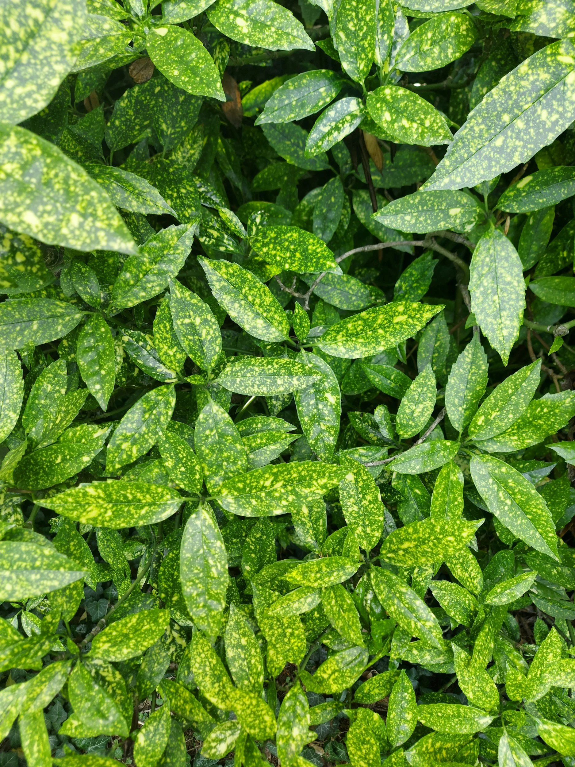 How To: Aucuba, Fatsia, &amp; Skimmia
