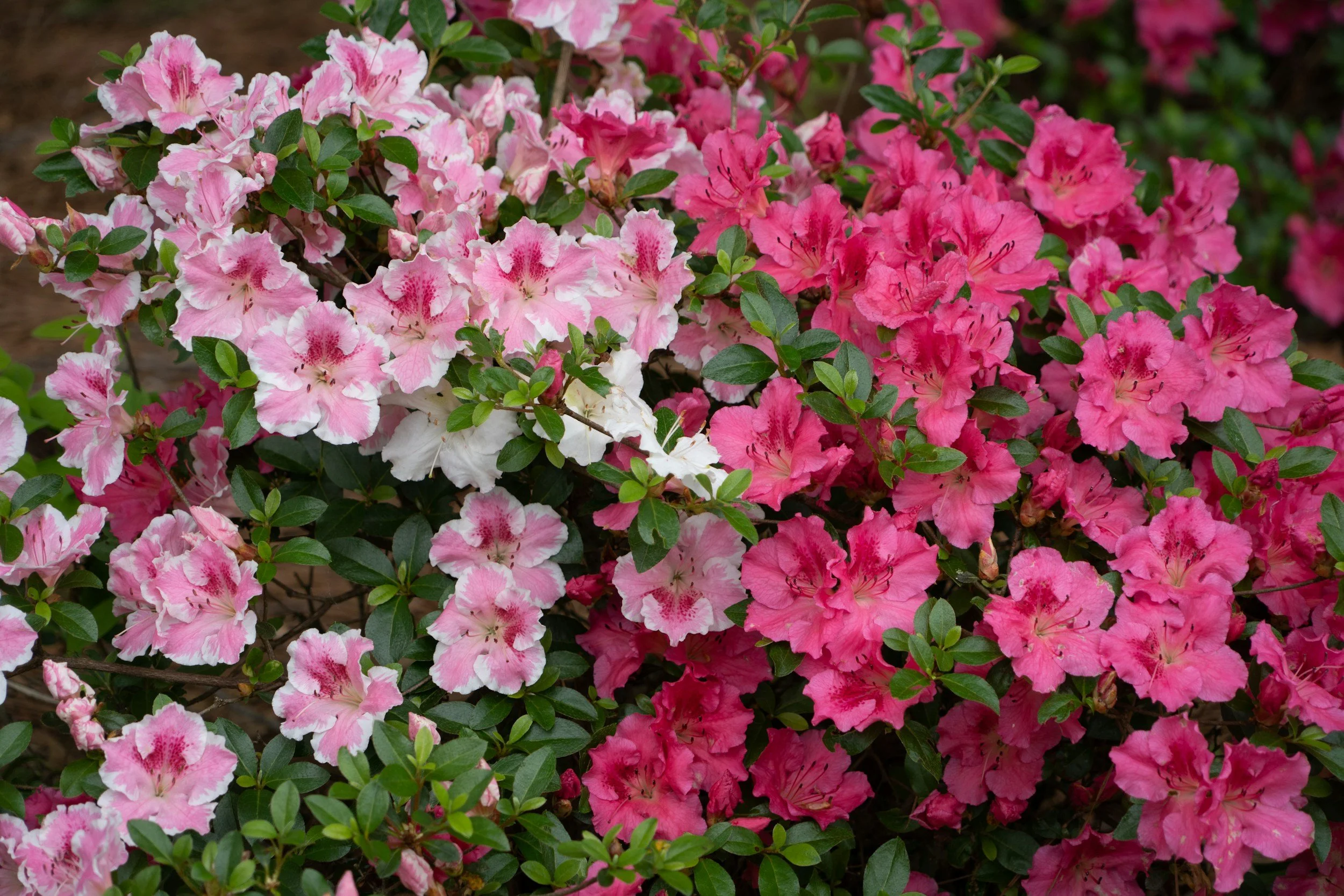 How To: Azaleas, Evergreen &amp; Deciduous
