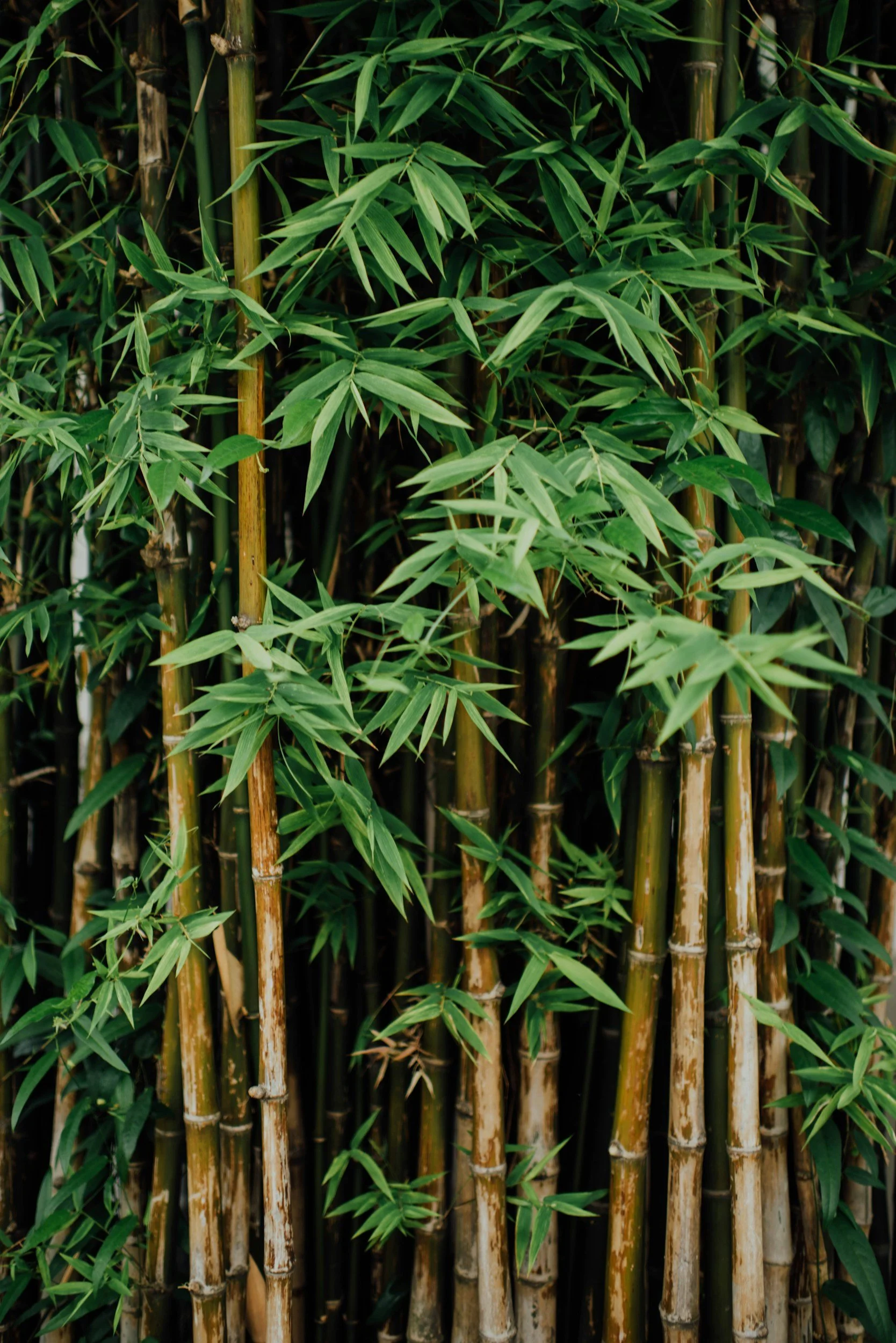 How To: Bamboo, Nandina, Kerria, Tall Oregon Grape, &amp; Barberry