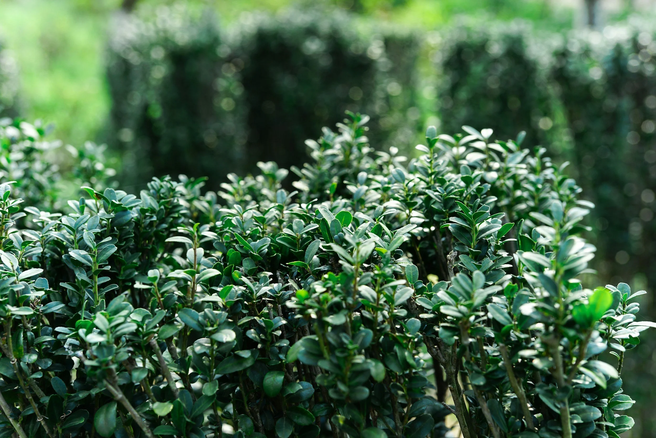 How To: Boxwoods