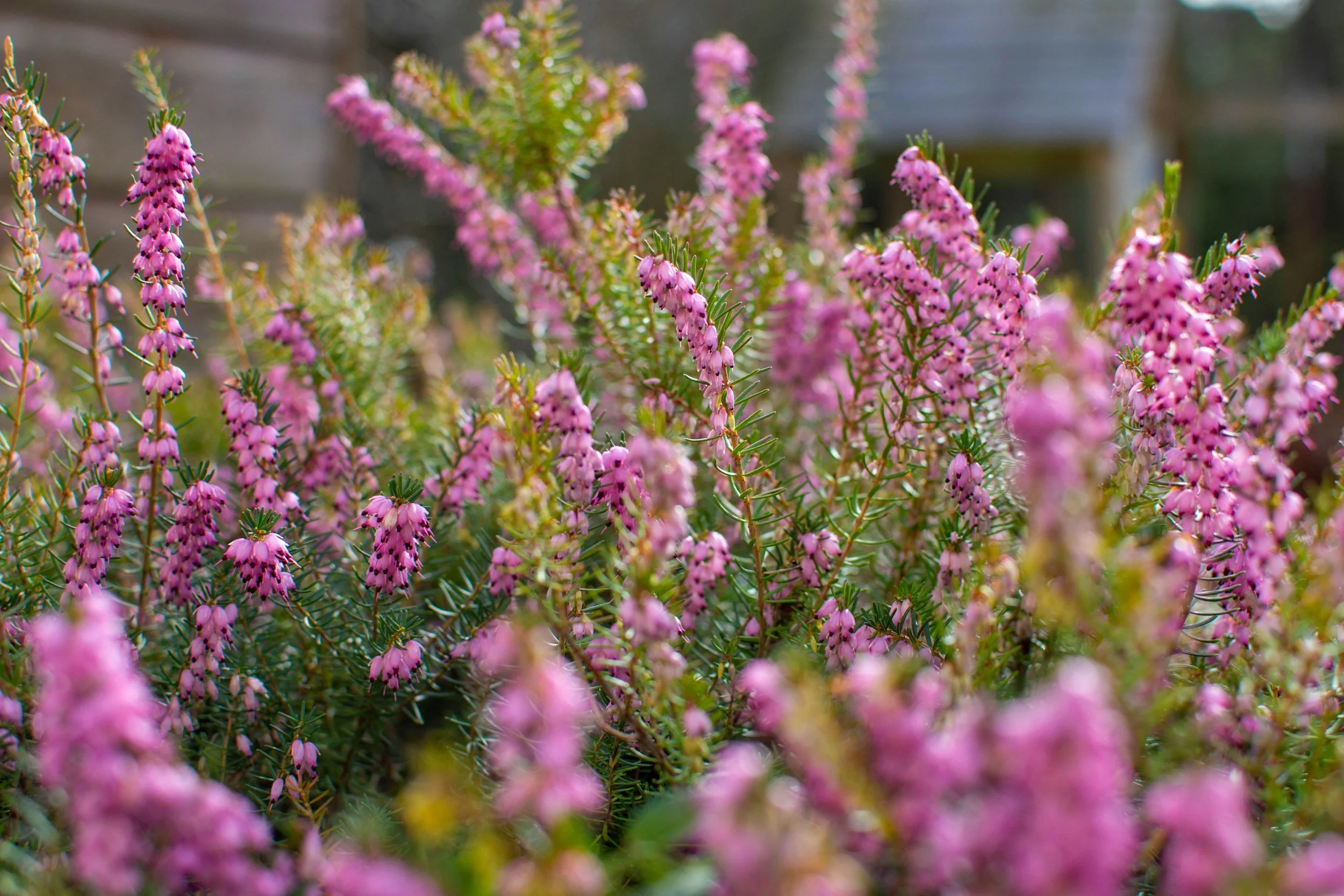 How To: Heather, Lavender, Cistus, &amp; Broom