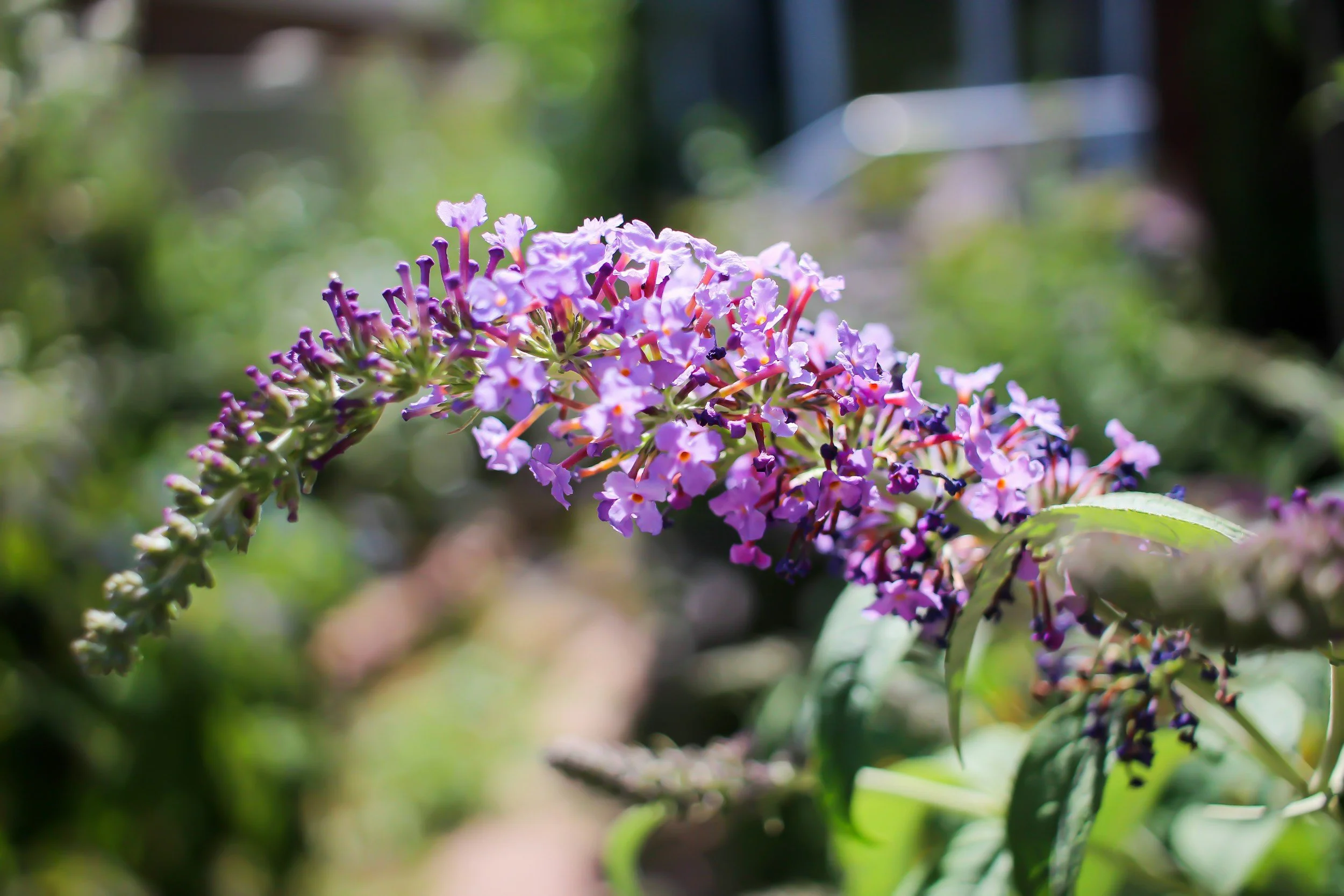 How To: Butterfly Bush