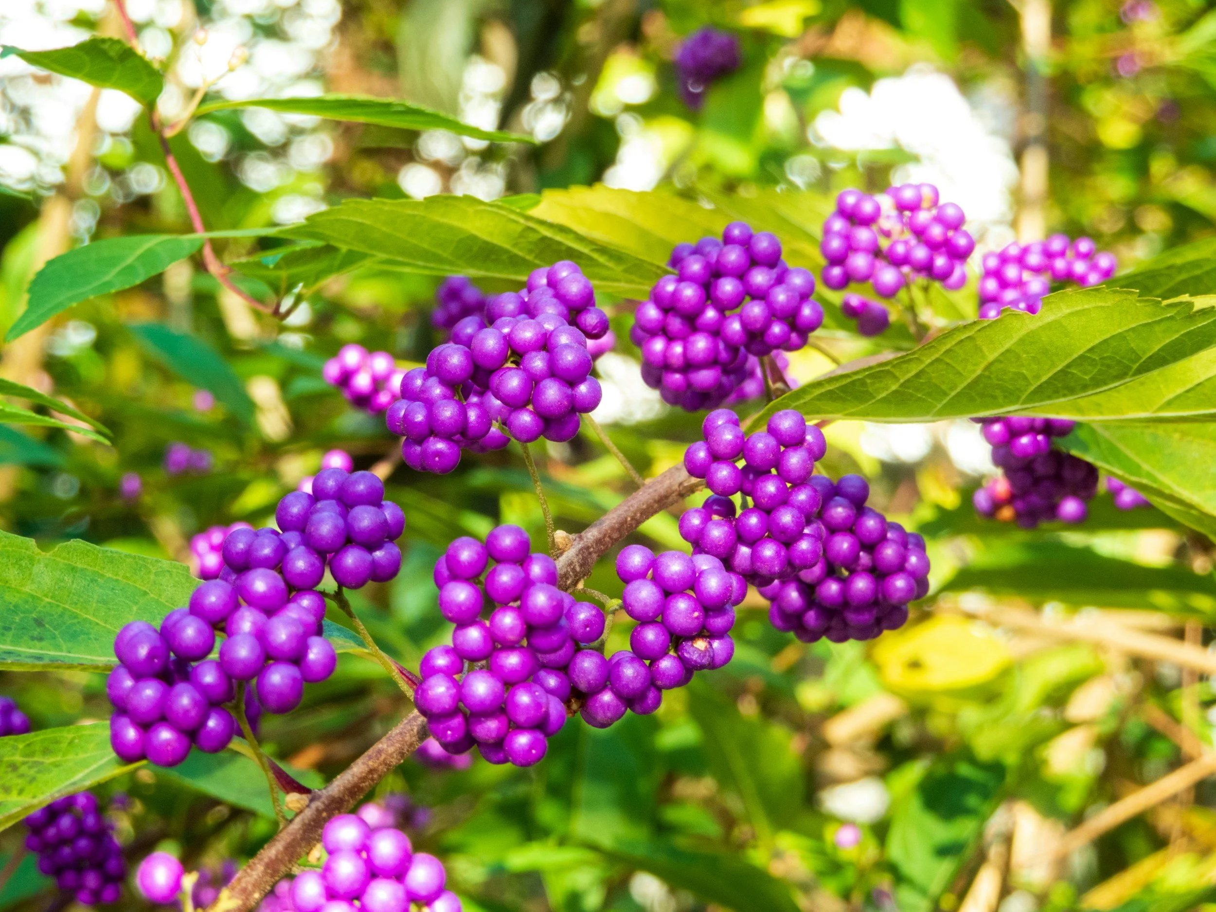 How To: Viburnum bodnantense &amp; Beautyberry
