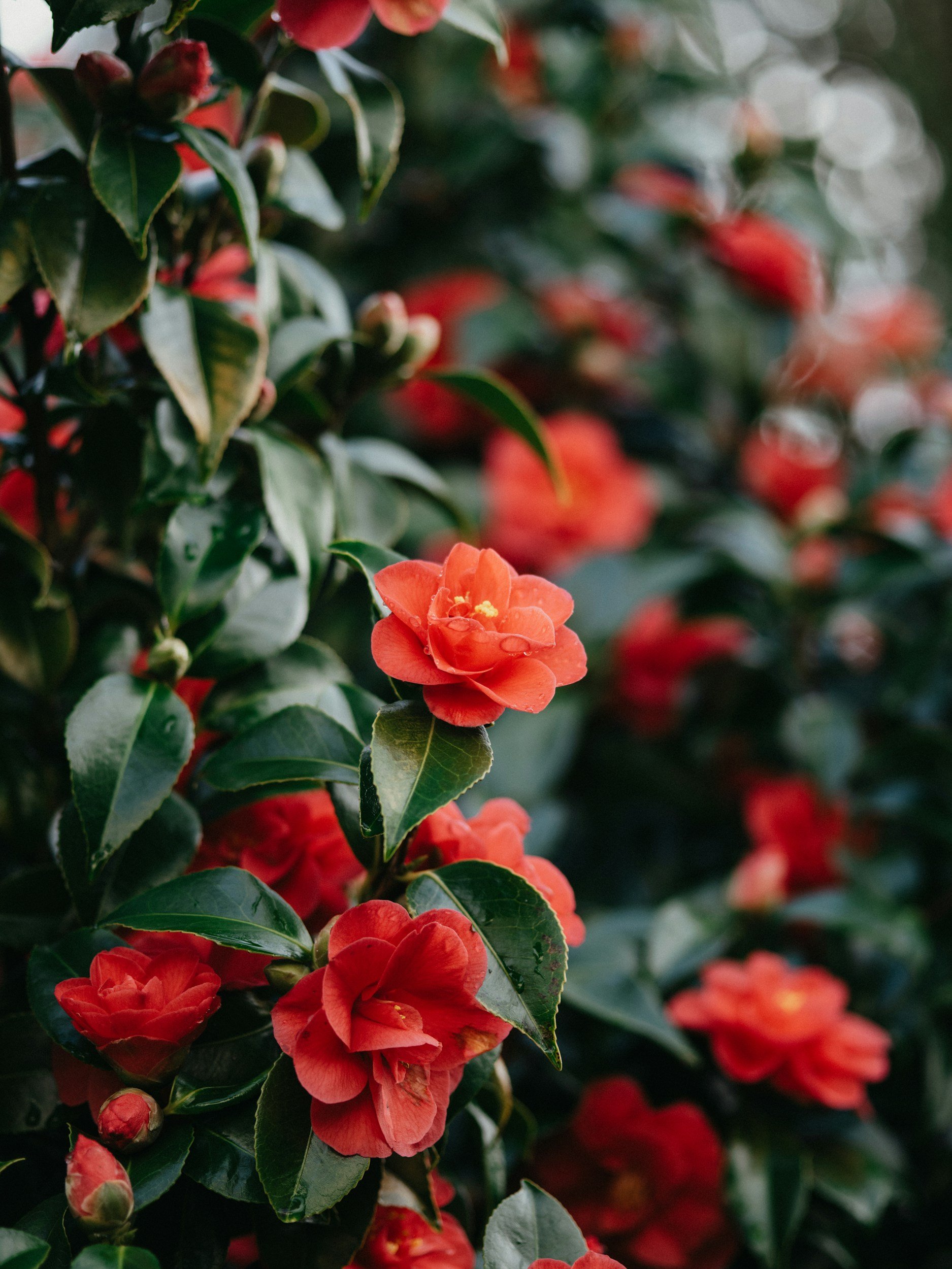 How To: Camellias