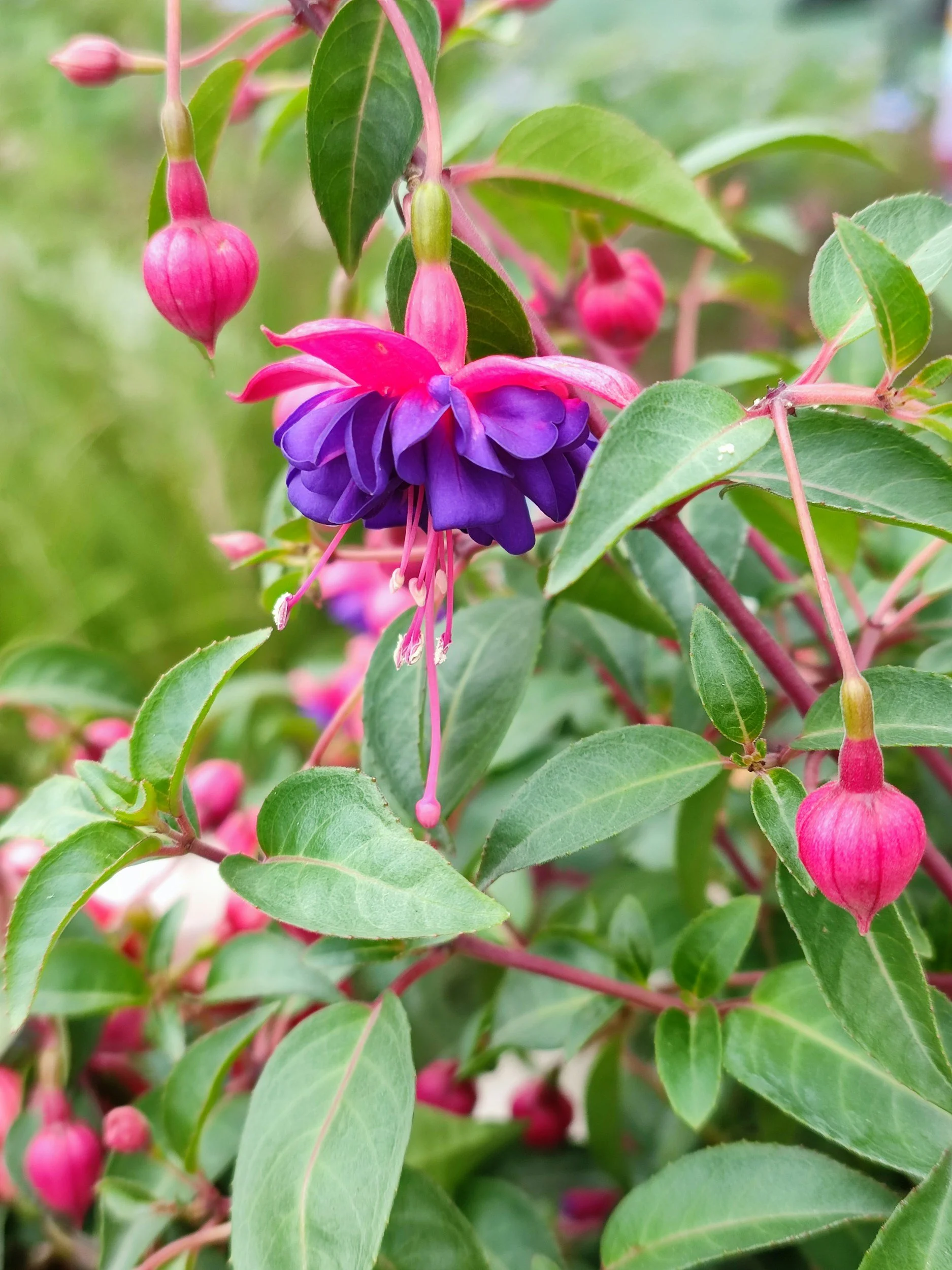 How To: Lavatera, Senecio, Perovskia, Hardy Fuchsia, &amp; Cape Fuchsia 