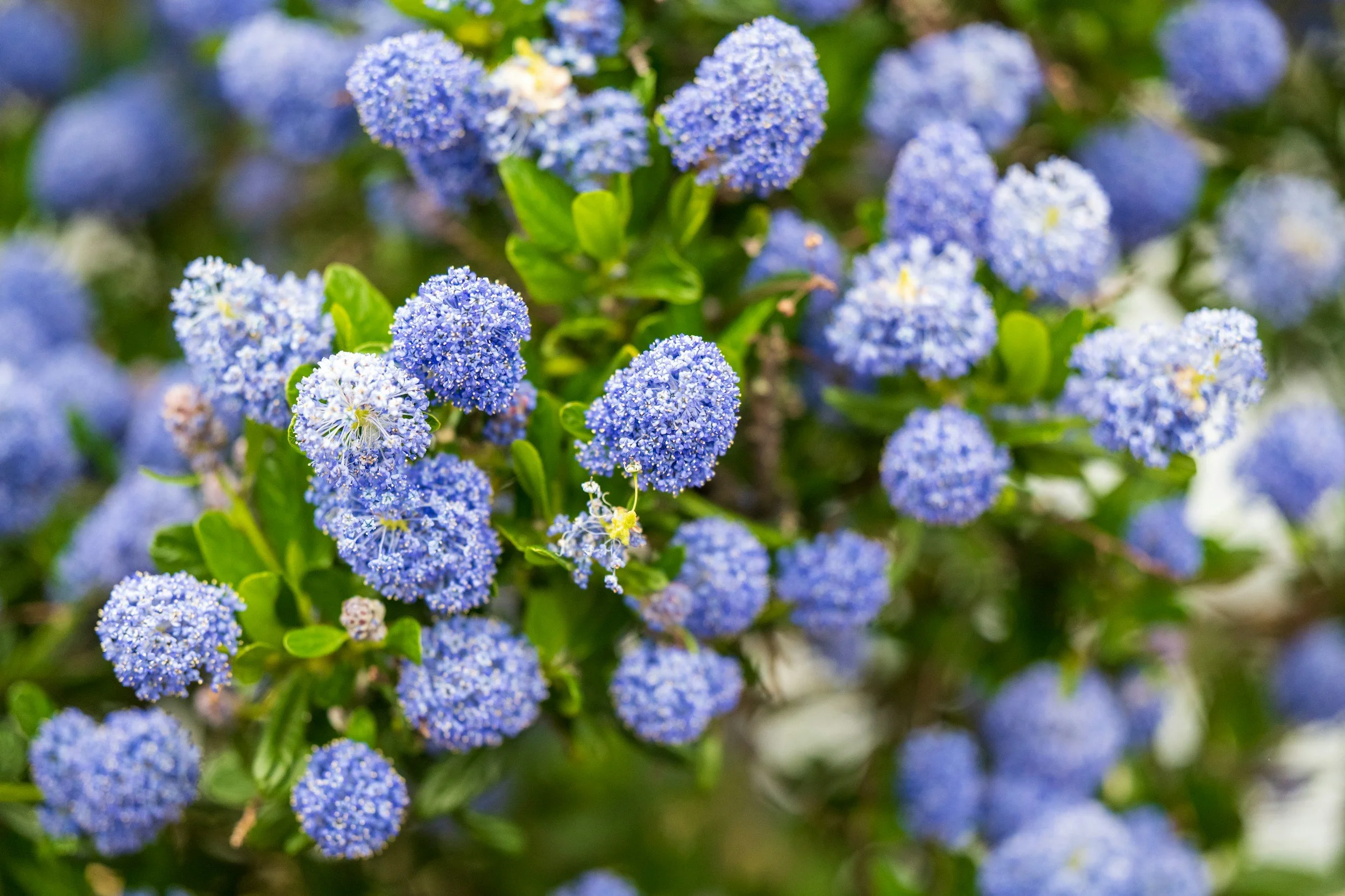 How To: Ceanothus