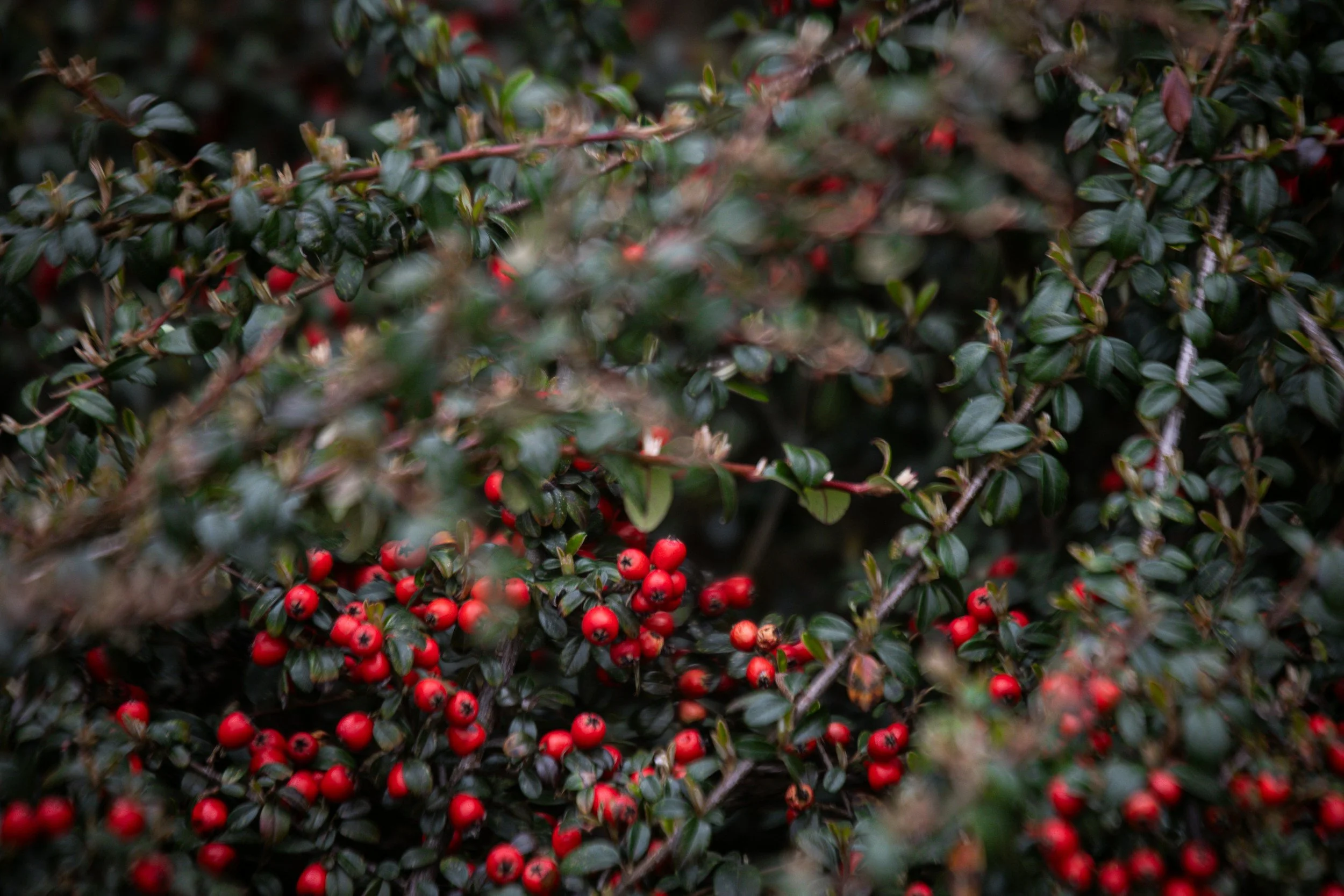 How To: Cotoneaster