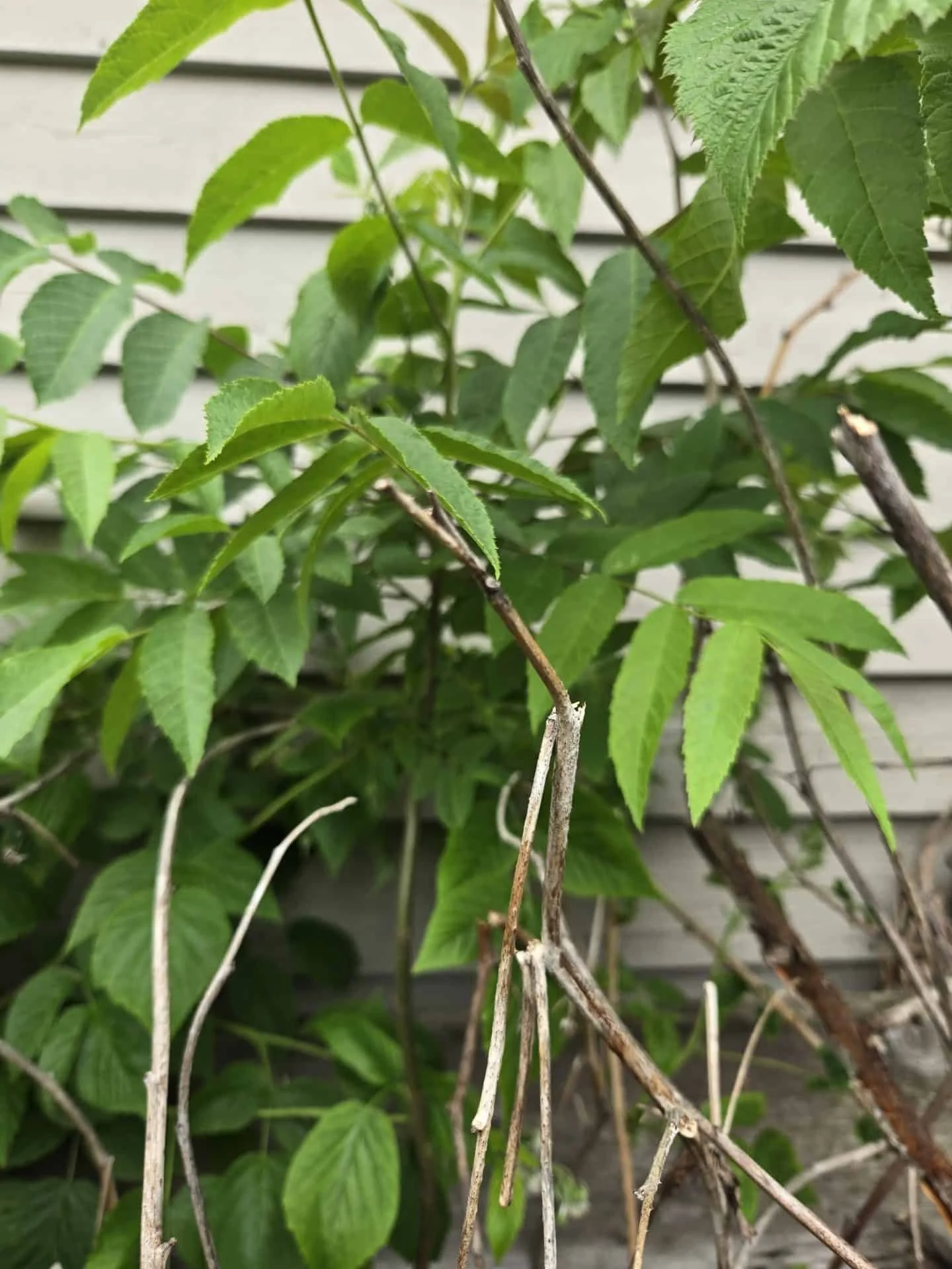 Phinney Ridge Adopt-A-Plant