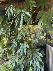 Cedar Park Adopt-A-Plant