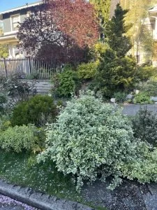Queen Anne Adopt-A-Plant