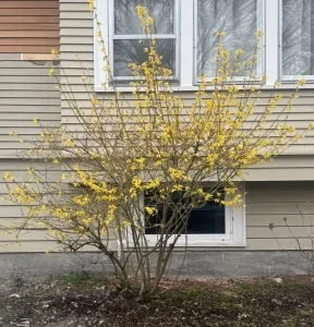 Wallingford Adopt-A-Plant
