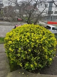 Phinney Ridge Adopt-A-Plant
