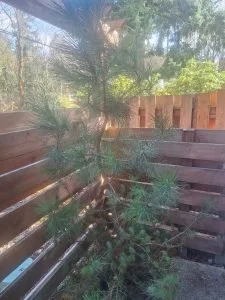 Northgate Adopt-A-Plant