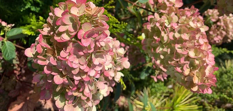 Master Pruner Class: Shrubs III - The Puzzlers and Consequences