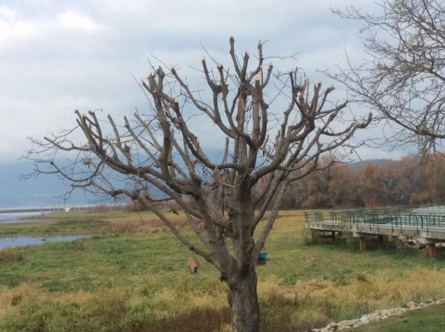 Master Pruner Class: Corrective Pruning