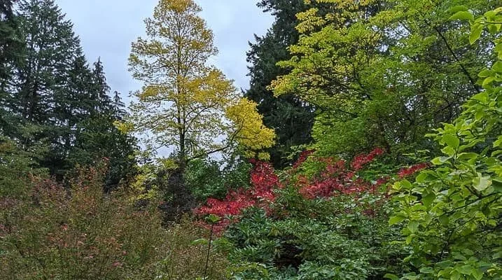 Master Pruner Class: Prune &amp; Renovate the Overgrown Landscape