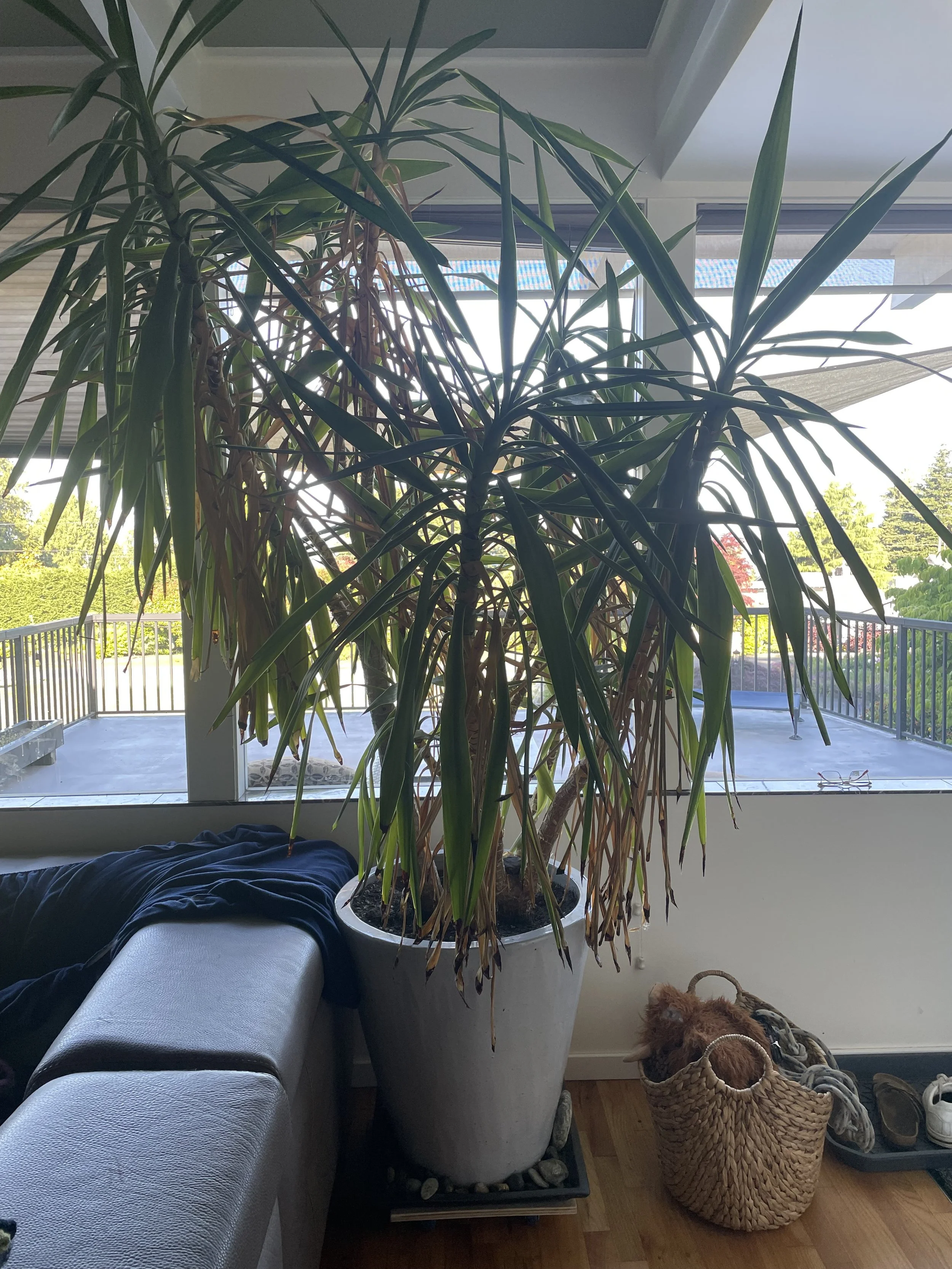 First Hill Adopt-A-Plant
