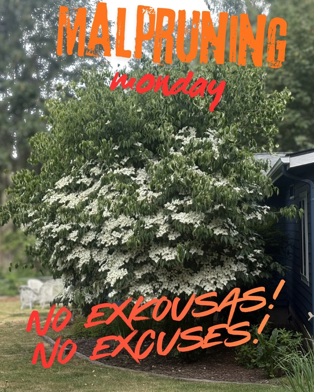 You can always tell a dogwood by its bark. 

Flowering dogwoods (Cornus kousa shown here) have a natural habit that lends itself to reduction and removal cuts. 

No excuses for heading cuts on Kousas! 

#cornuskousa
#malpruningmonday
#stoptheshearmad
