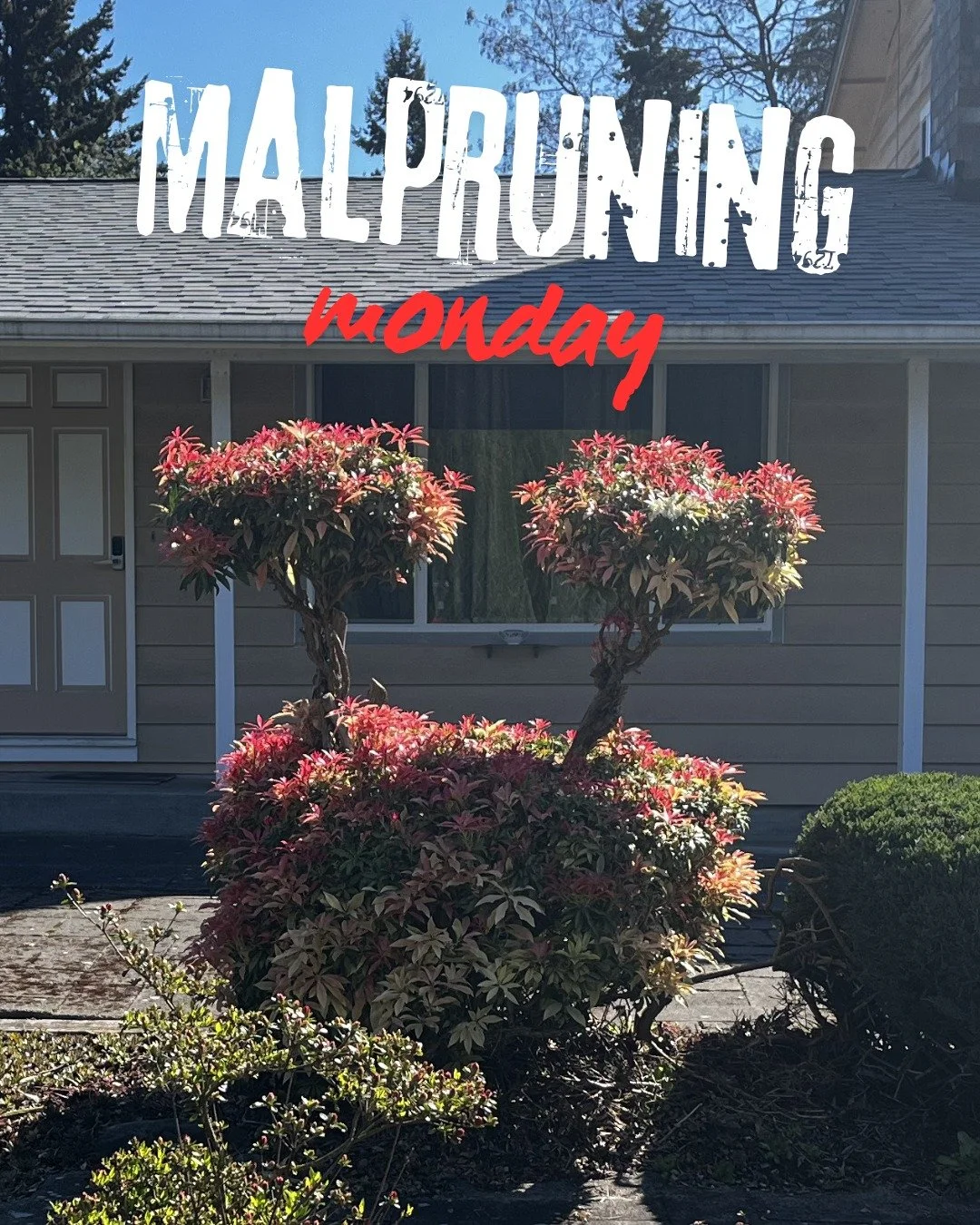 IS THAT YOU, RED??
This Pieris is giving Fraggle and I'm feeling a strange combination of nostalgic and white hot rage.
#malpruningmonday
#pieris
#downinfragglerock