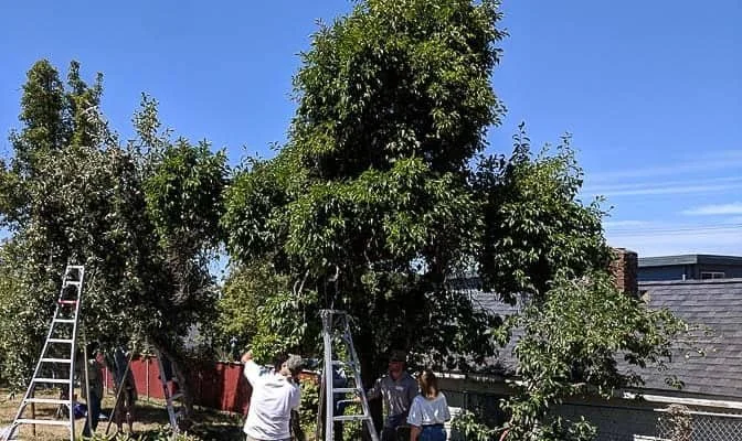 Master Pruner Workshop: Summer Fruit Tree