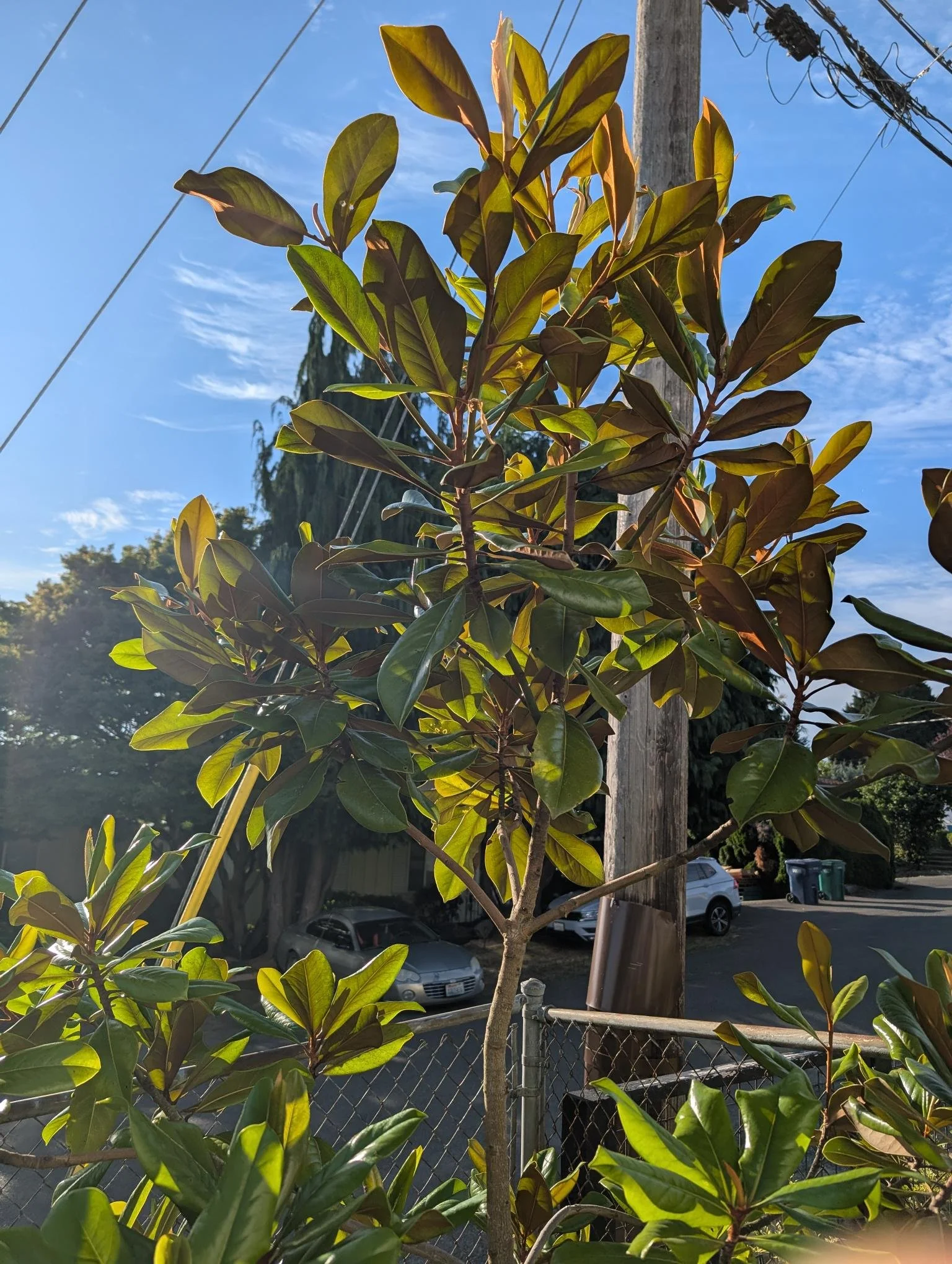 Highland Park Adopt-A-Plant
