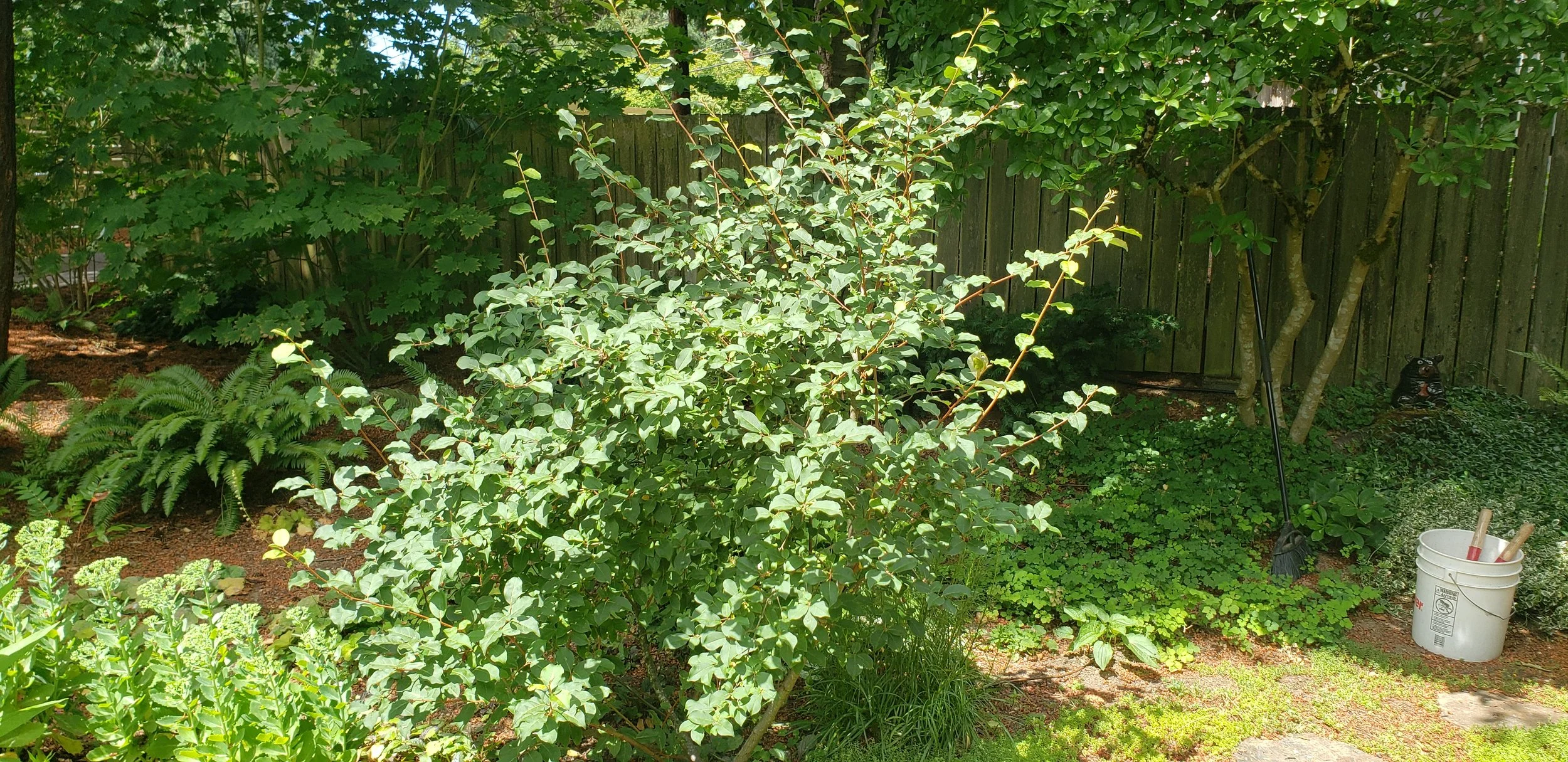 NE Seattle Adopt-A-Plant 