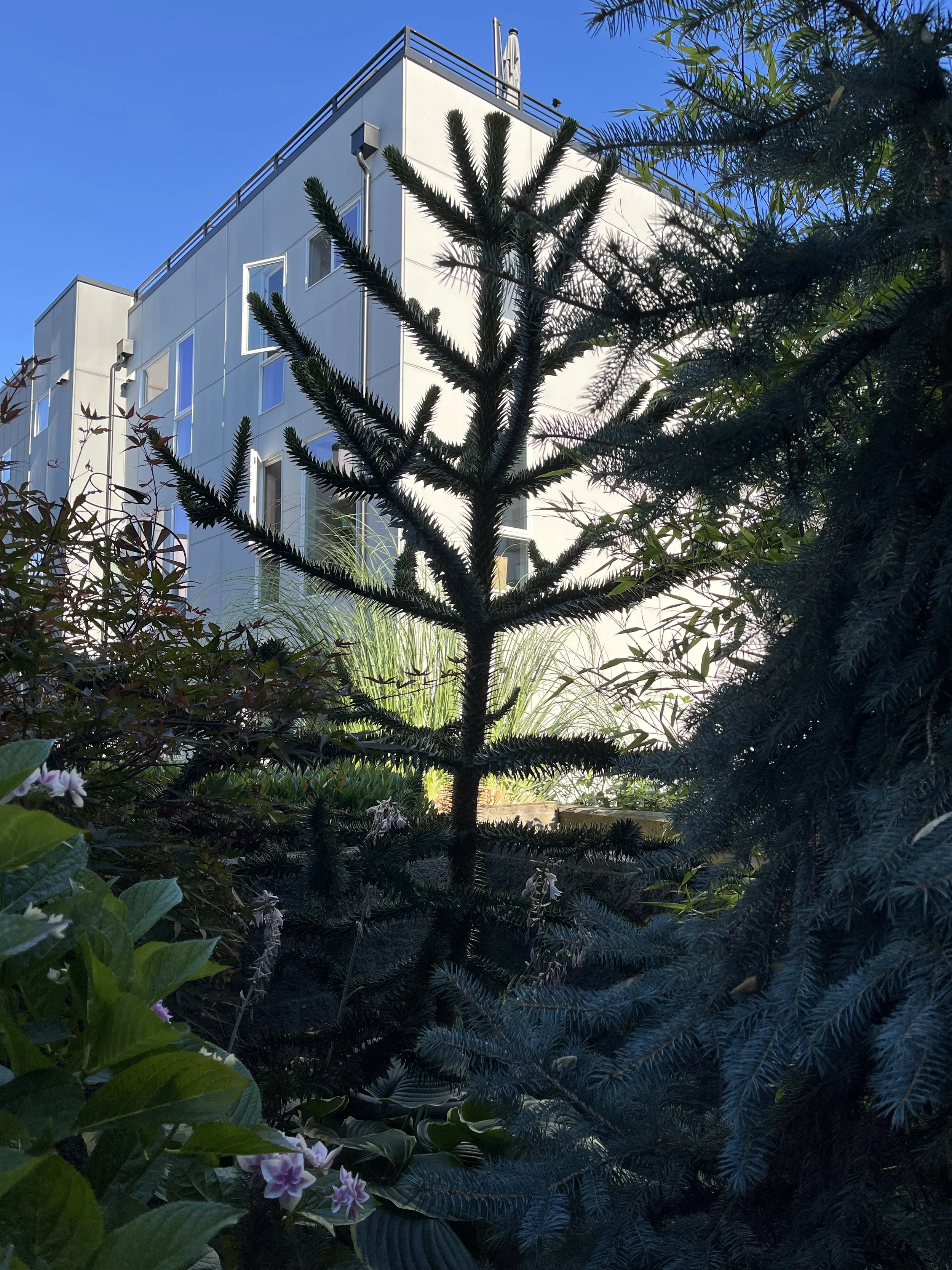 Capitol Hill Adopt-A-Plant
