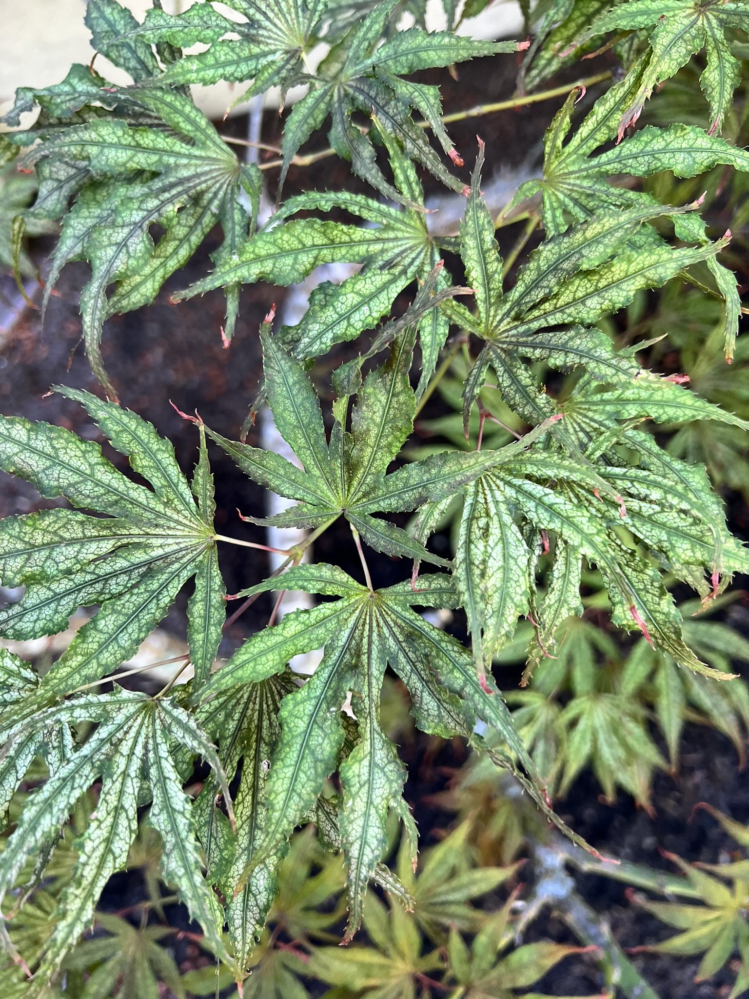 Bellevue Adopt-A-Plant 