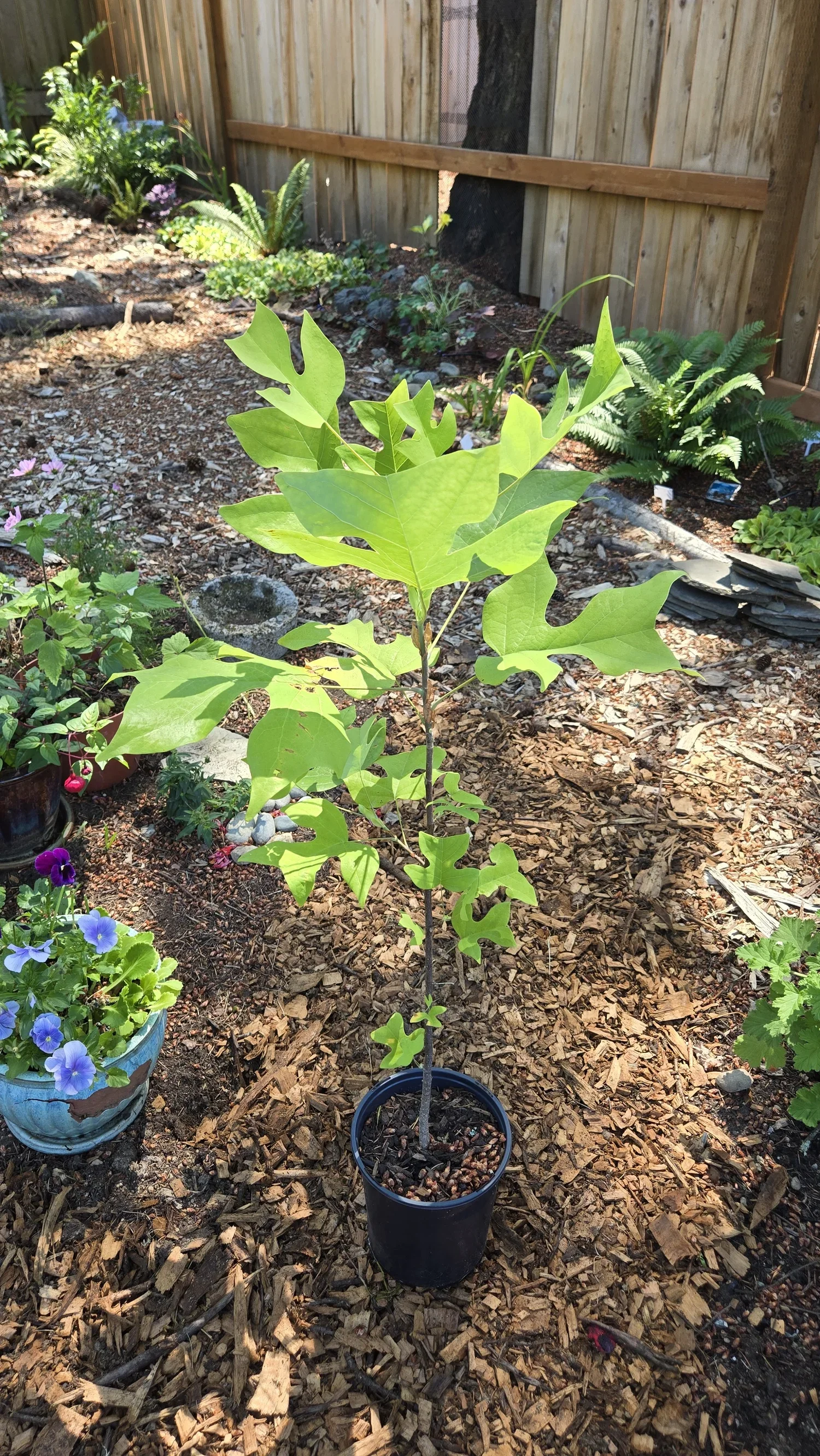 Olympic Hills - Adopt-A-Plant